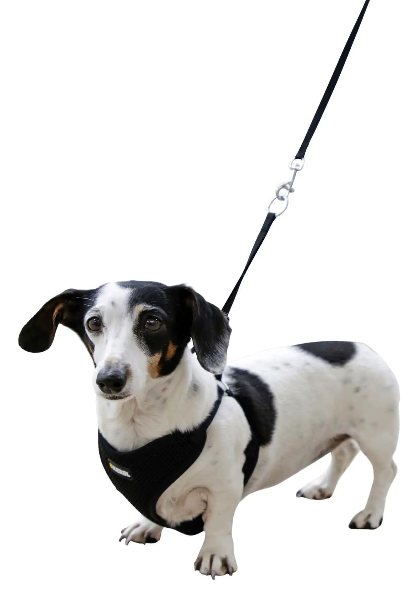 Kerbl Harnais pour chiot avec laisse, mesh, réglable, en utilisation