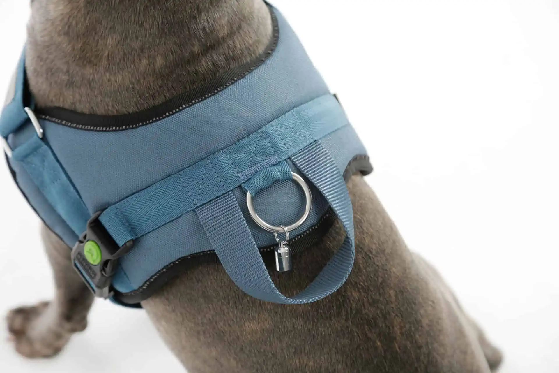 Kerbl Pet Pettorina per Cani Maestro 2.0, Petrolio, con Tubo Identificativo, 45-60 cm