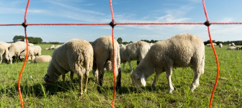 Pâturage pour moutons