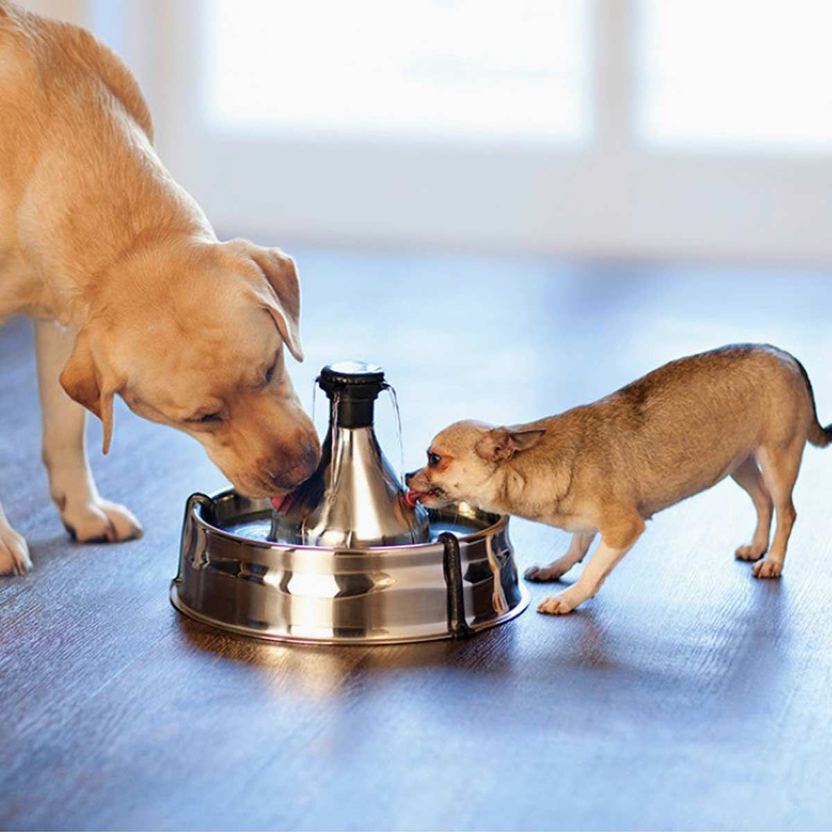 PetSafe Drinkwell 360 Trinkbrunnen Edelstahl für Katzen und Hunde, im Einsatz