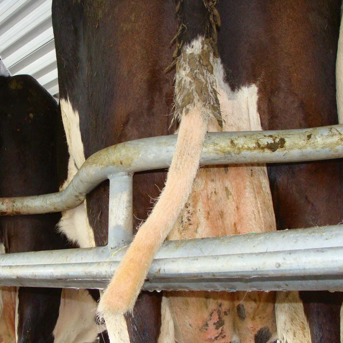 Kerbl TailWell 2 Cow Tail Trimmer Standard Cordless Attachment, in use, in the stable