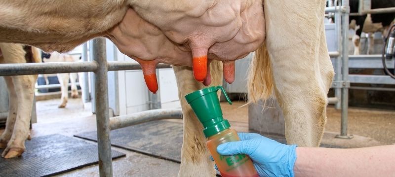 Melkhygiene & Reinigung