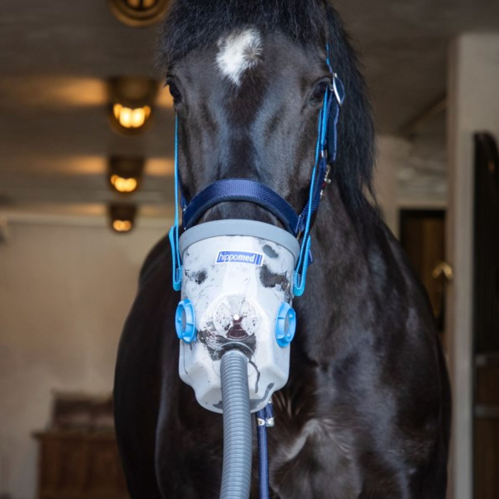 horse, horse gear, mask, breathing apparatus, vet equipment