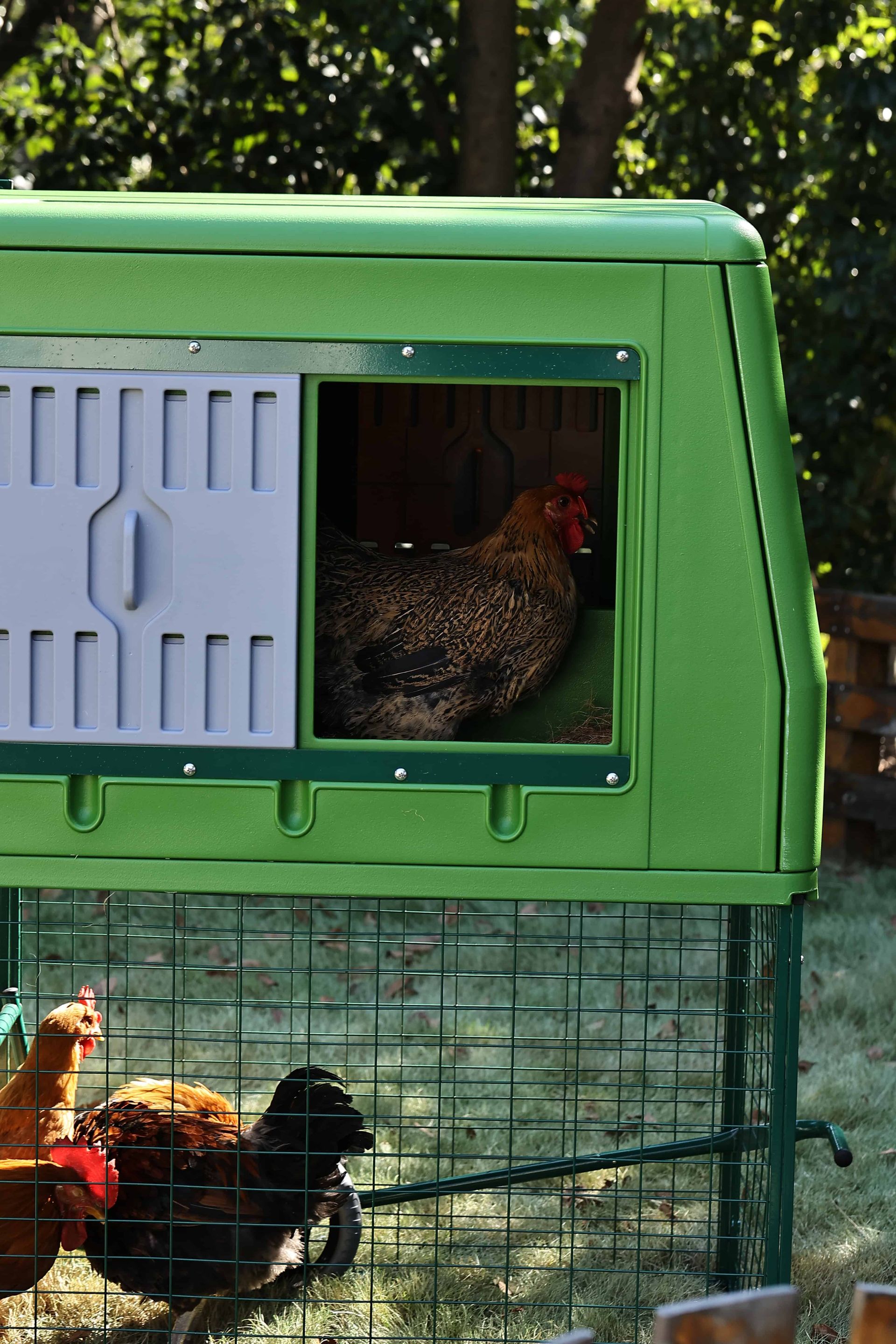 Agrarzone Mobilt hönshus "The Egg Chalet" i plast, i användning