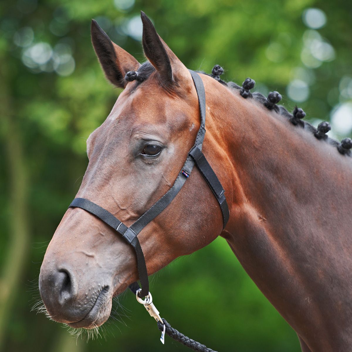 BUSSE Licol WEIDE, extra léger sans ferrures métalliques, noir Pony