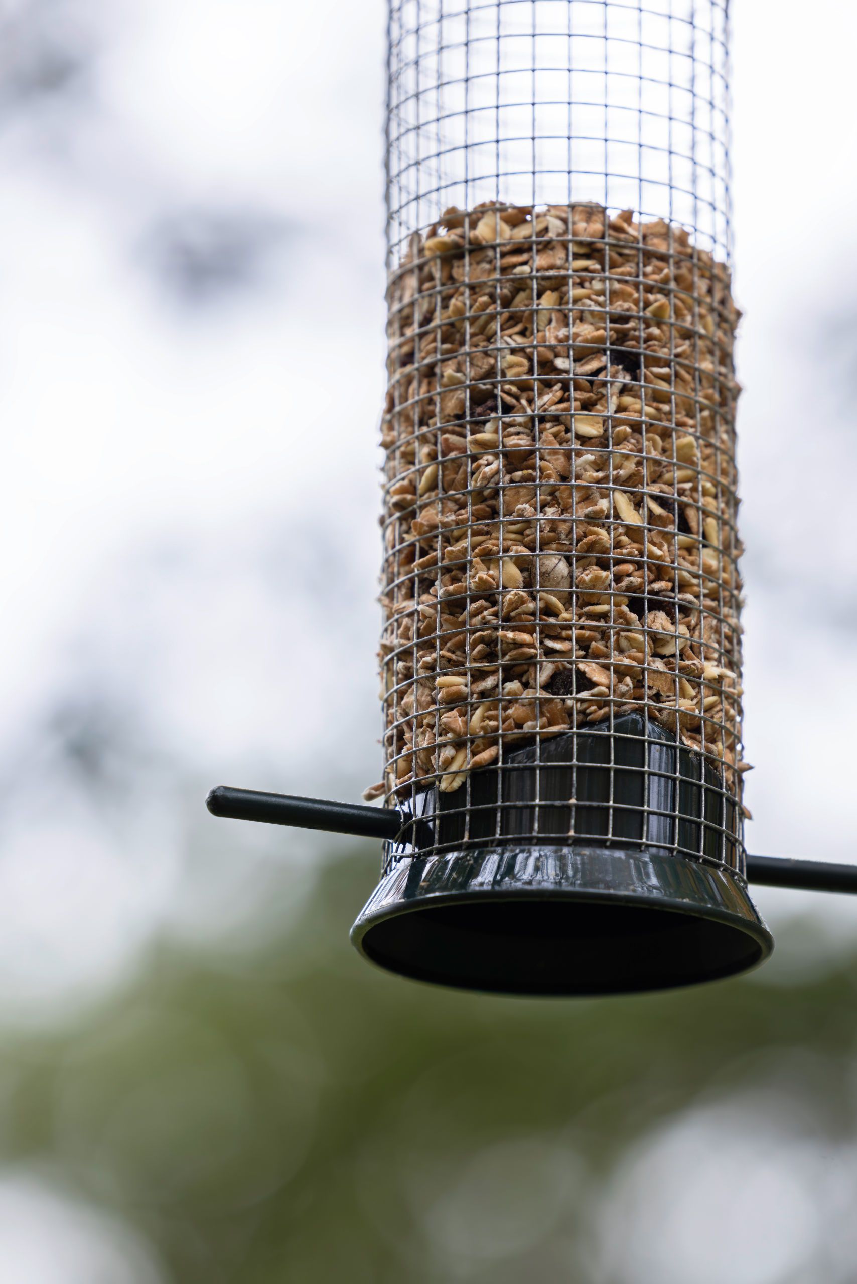 Vogelfütterung, Saatfresser, Metallnetz, im Freien, hängend