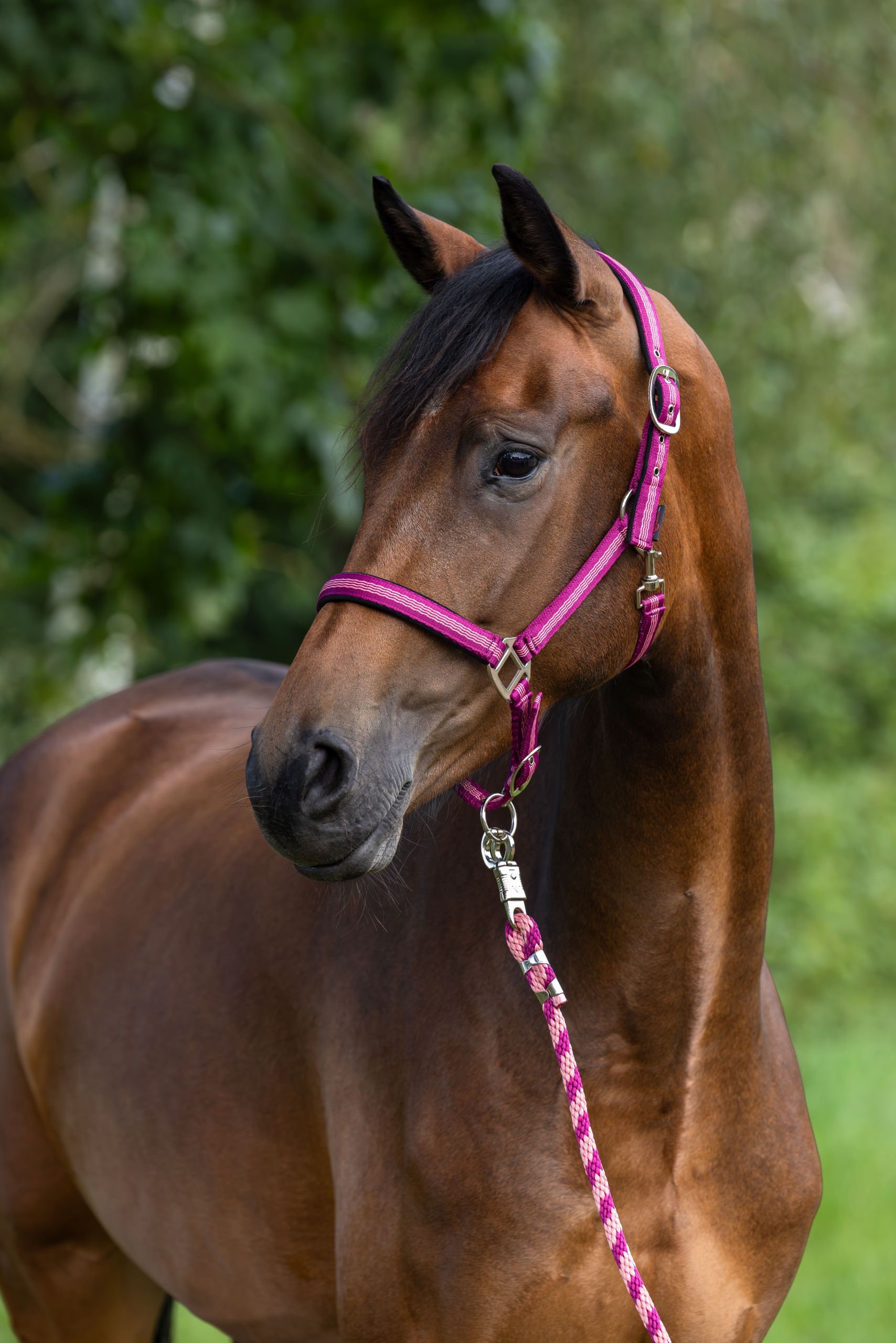 horse, halter, pink, bridle, lead rope