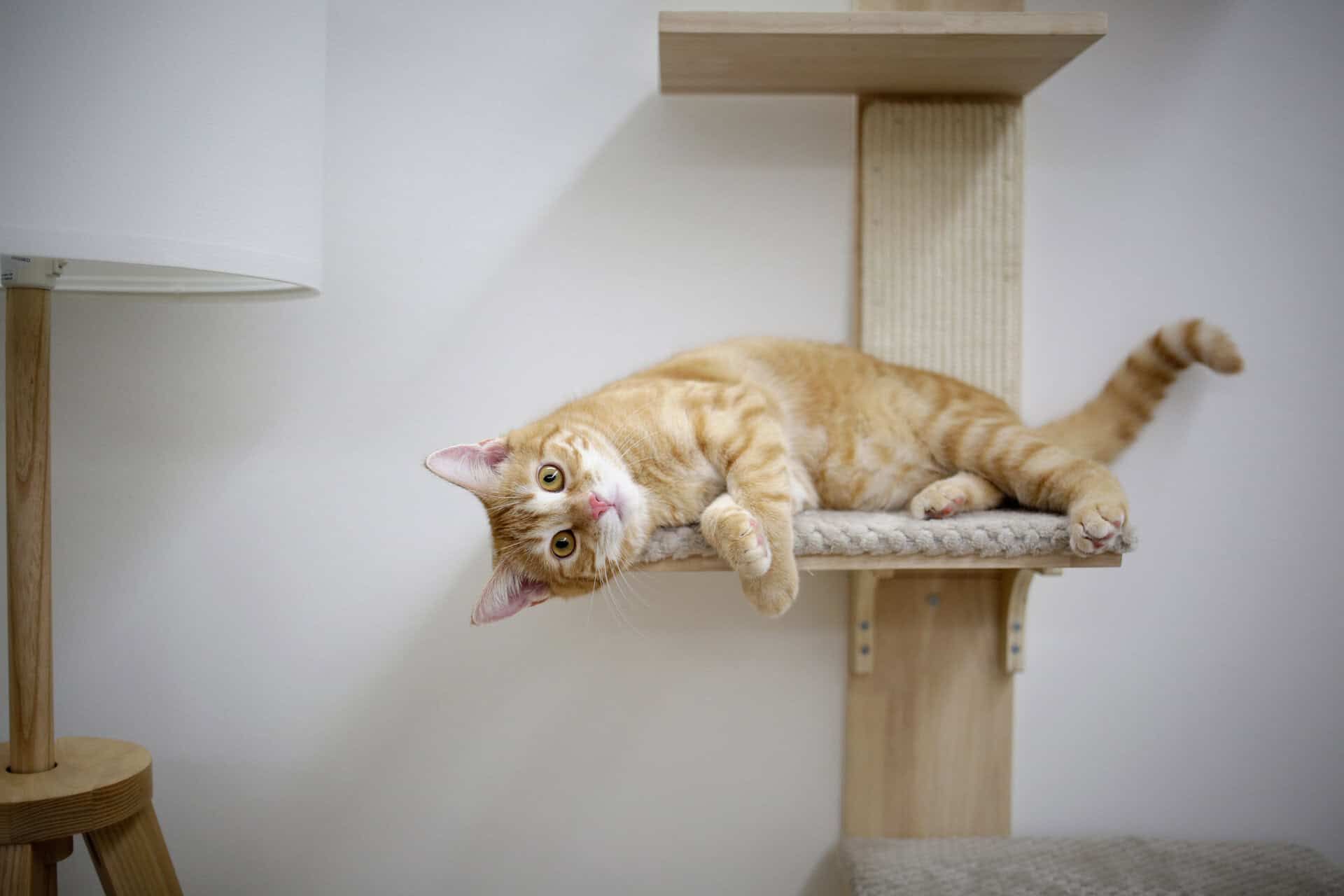 Kerbl Arbre à Chat Mural TIMBER avec Zones de Repos, en utilisation