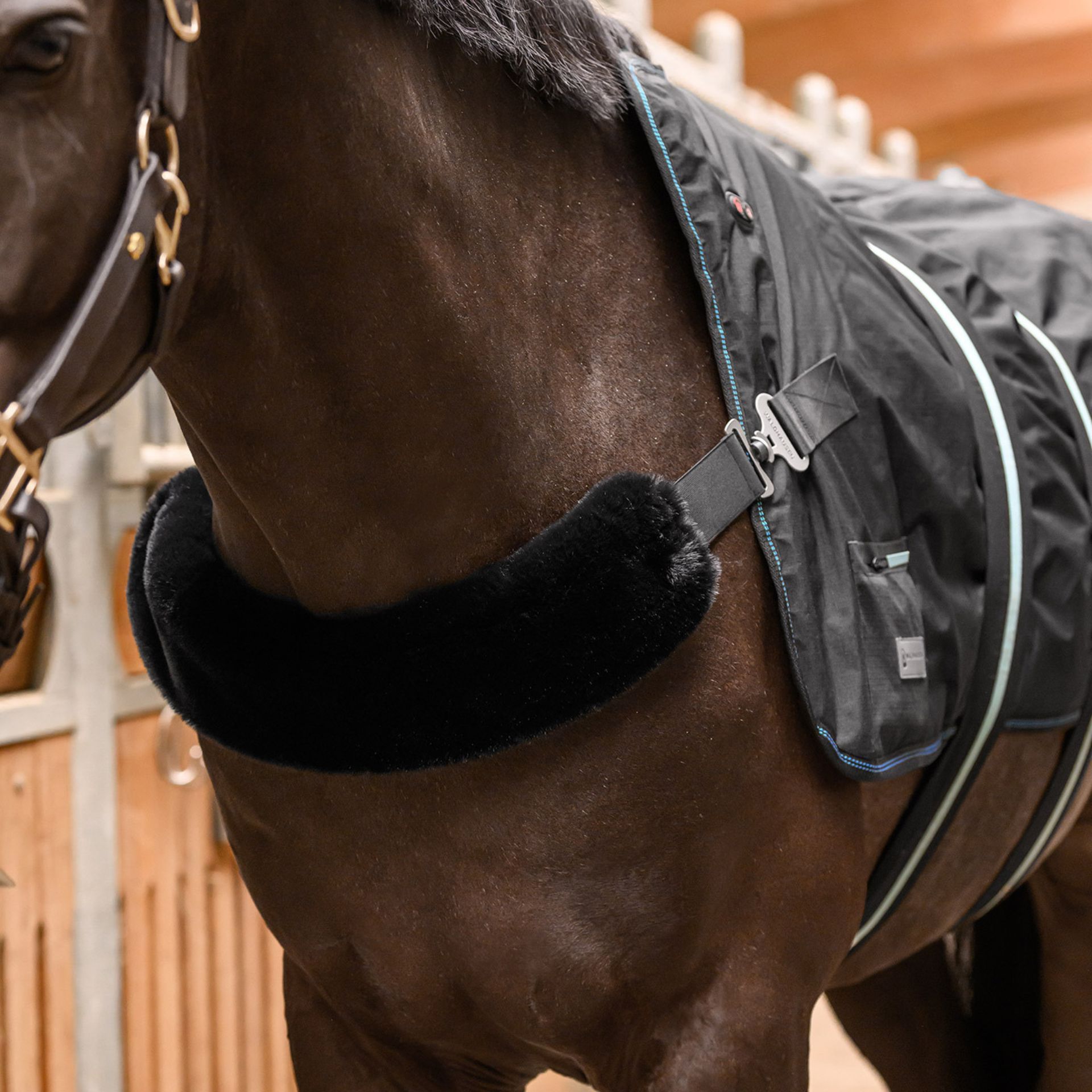 horse, saddle, blanket, bridle, strap