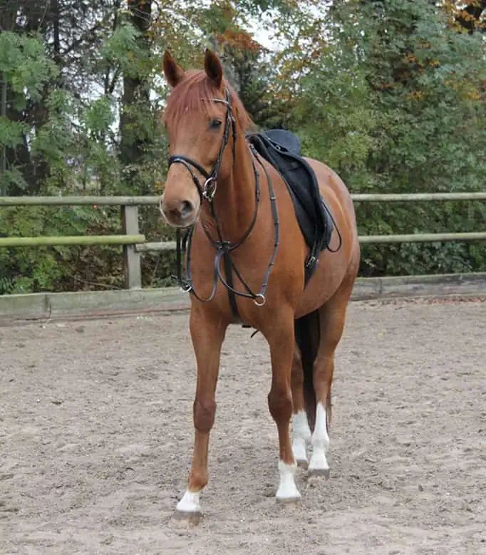 Martingale STAR Cheval, noire – étroite & plate avec butoirs, Full