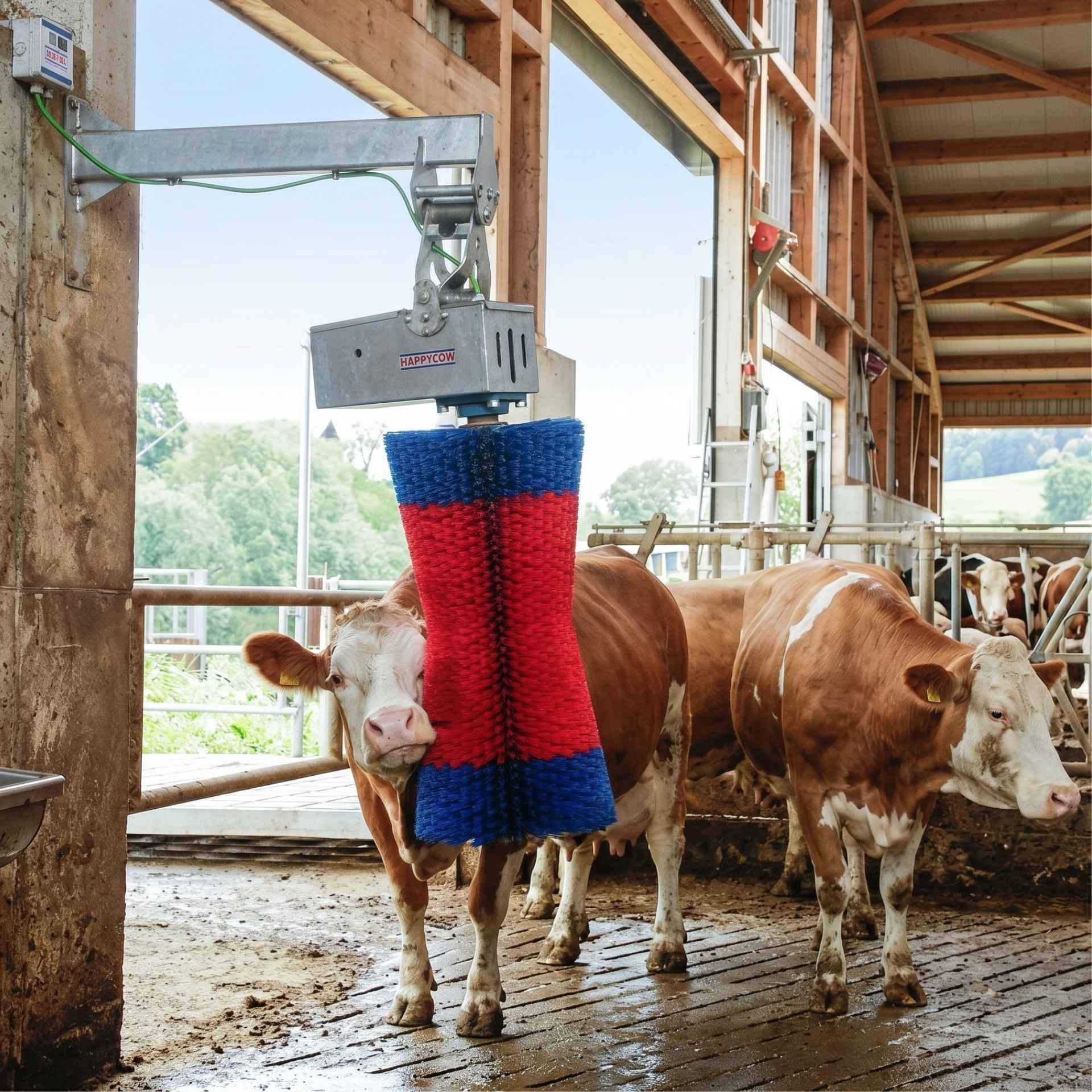 Kerbl Kuhputzmaschine HAPPYCOW MaxiSwing, Kratzbürste für Rinder, im Einsatz, im Stall