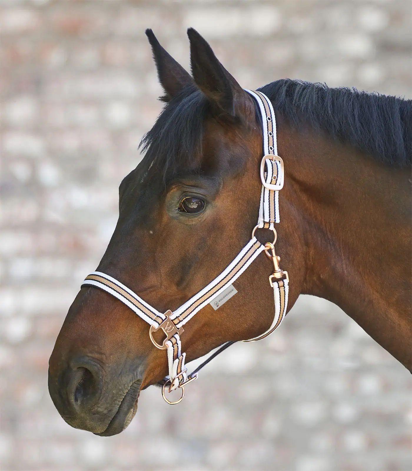 Licol Waldhausen Shine, rembourrage doux, boucles or rose, blanc/or rose Poney