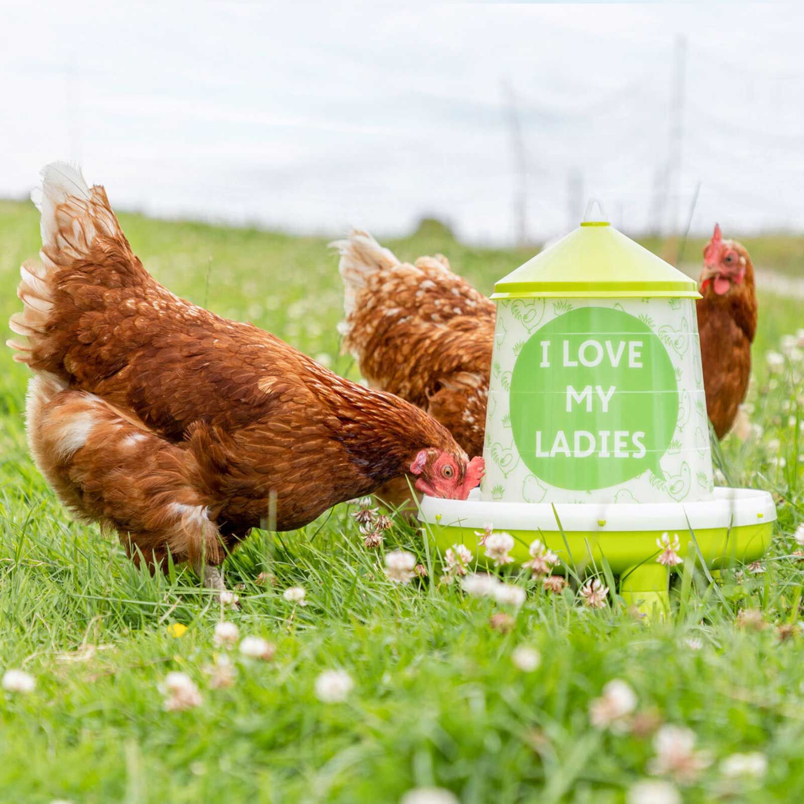 Kerbl Foderautomat med Fötter, Plast, "I love my Ladies" Design, i användning