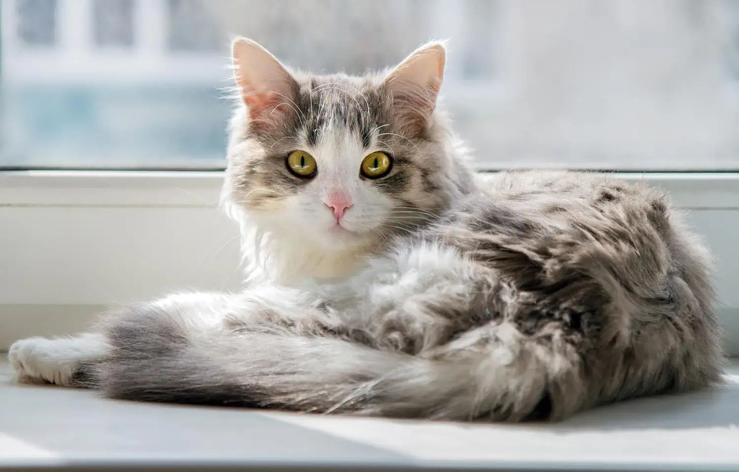 Katze