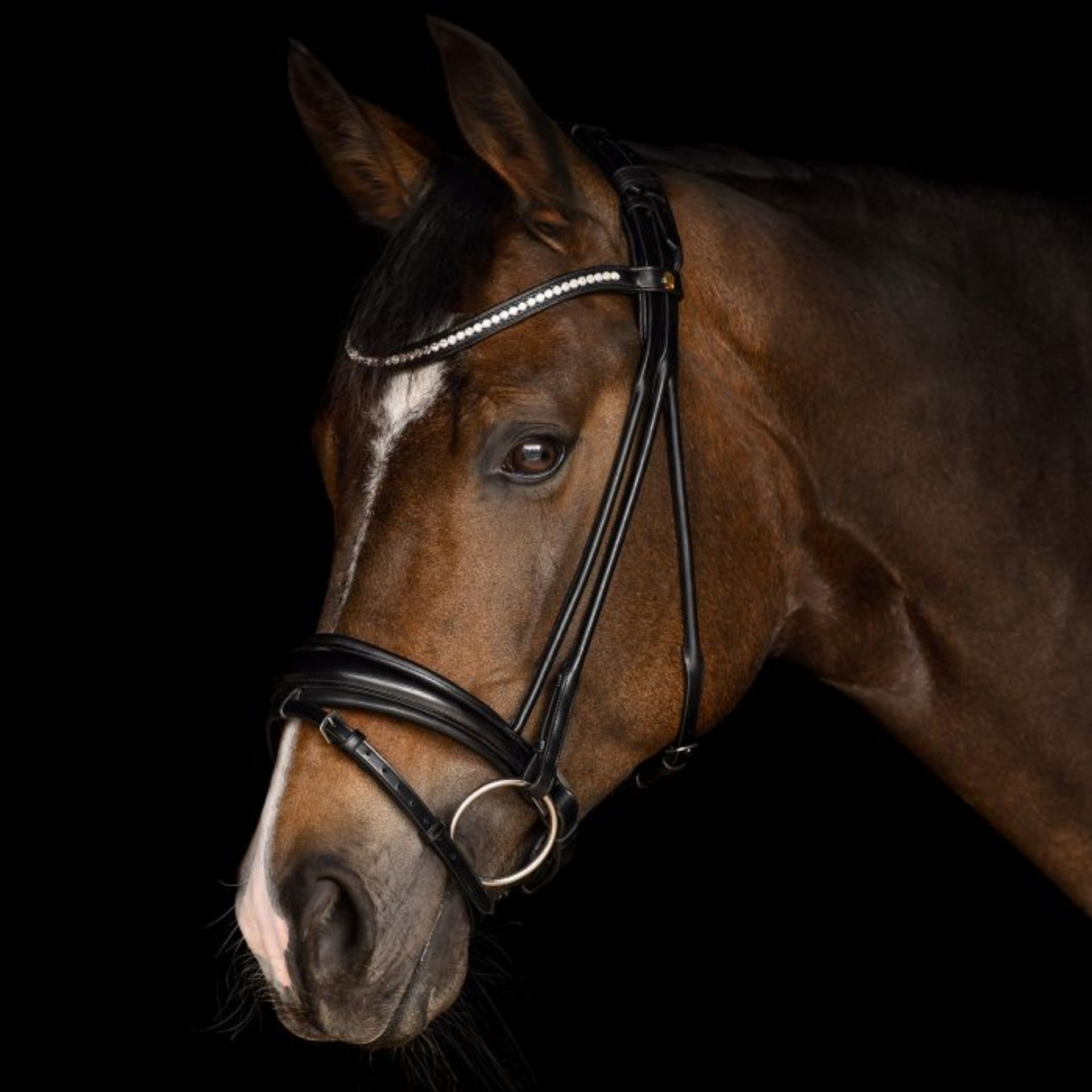 horse, bridle, headstall, bit, equestrian
