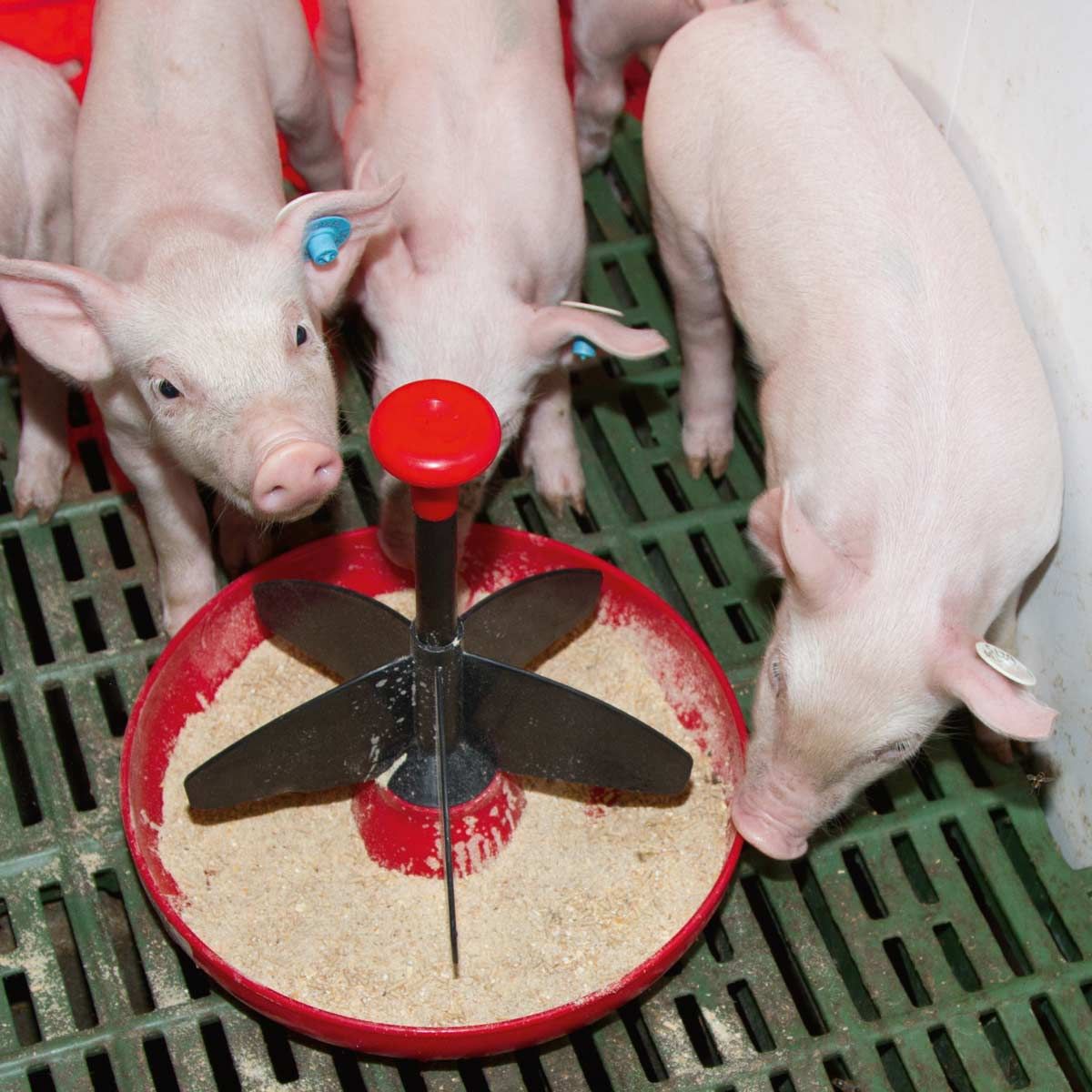 Kerbl Mini-Piglet malacetető tál Ø 24 cm, 5 etetőhely, használat közben, az istállóban