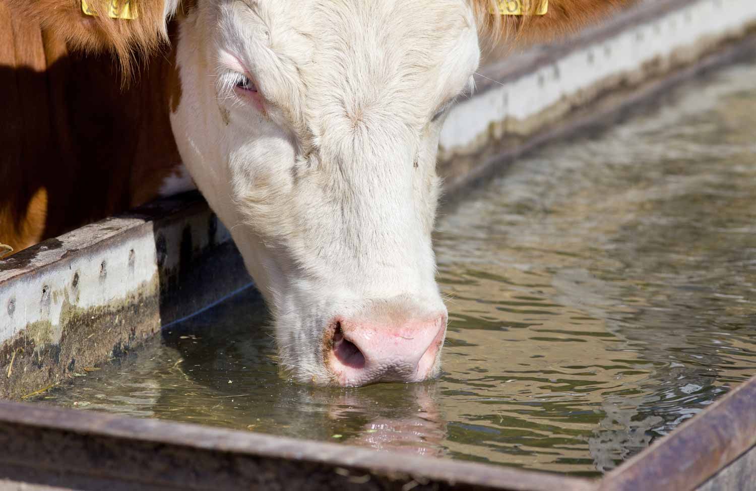 Drinking Technique