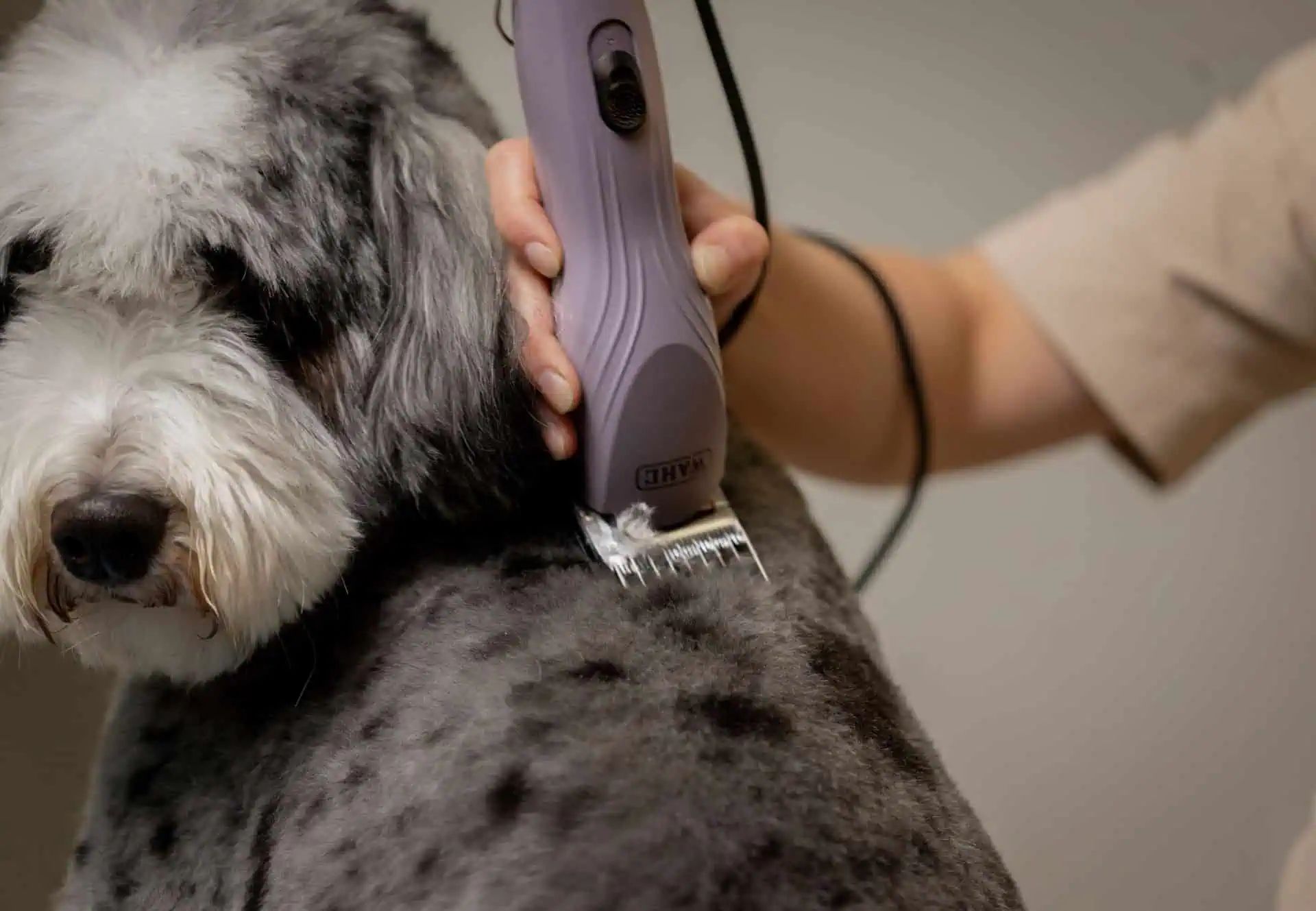 Wahl Testina Snap-On Prime Series, lama in acciaio alto tenore di carbonio, in uso
