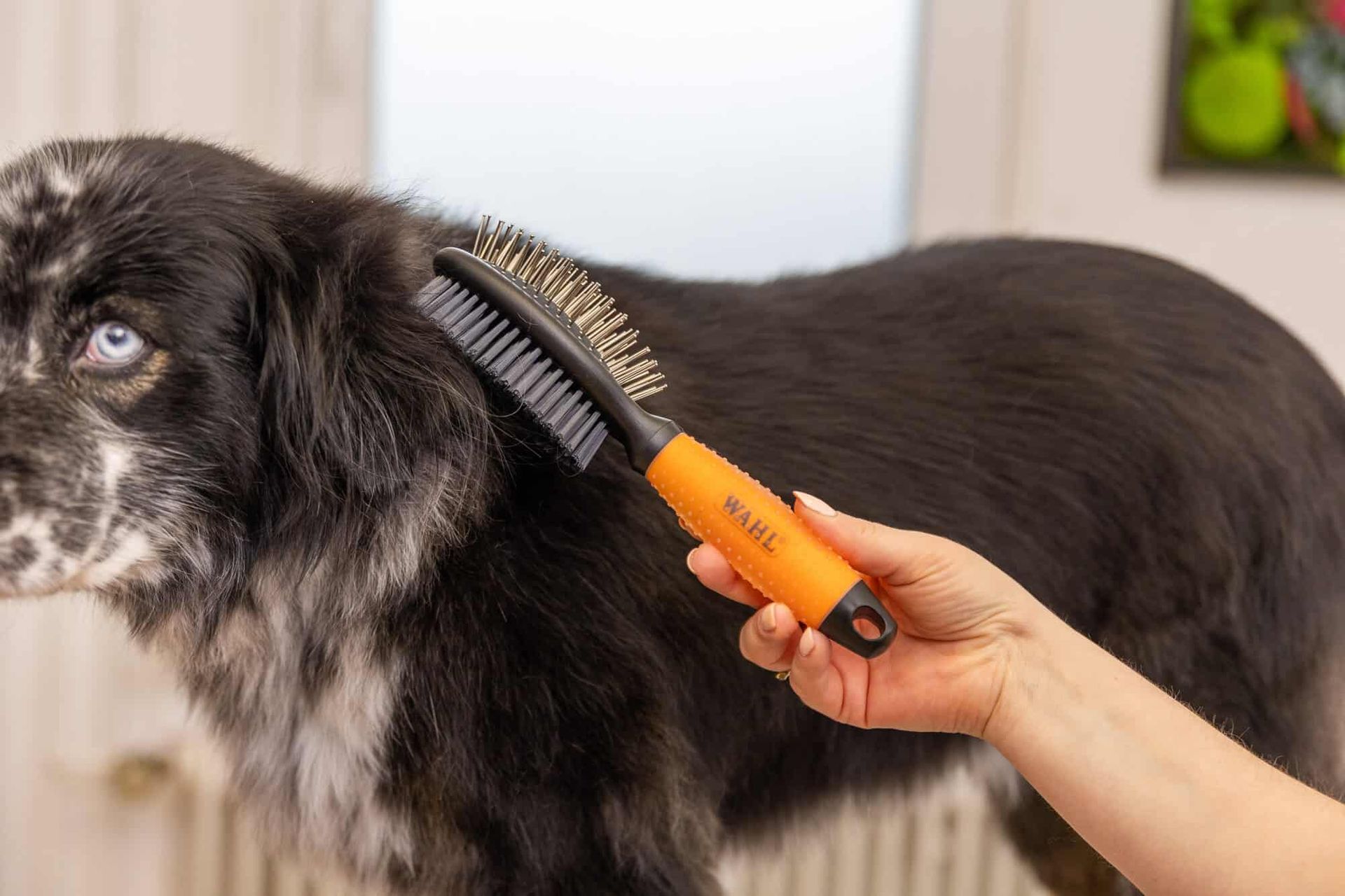 Wahl spazzola per cani a doppia faccia, design 2 in 1, arancione, in uso