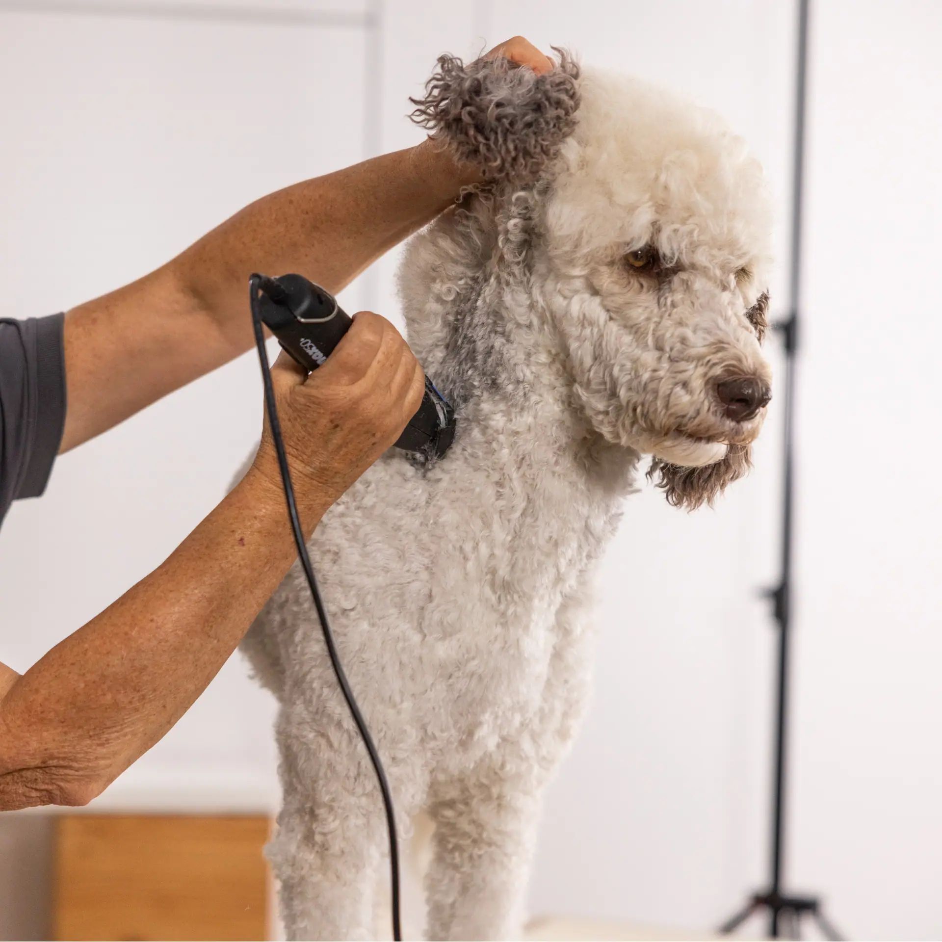 Wahl Max 50+ Schermaschine + Gratis Gummibürste Sheddy, im Einsatz
