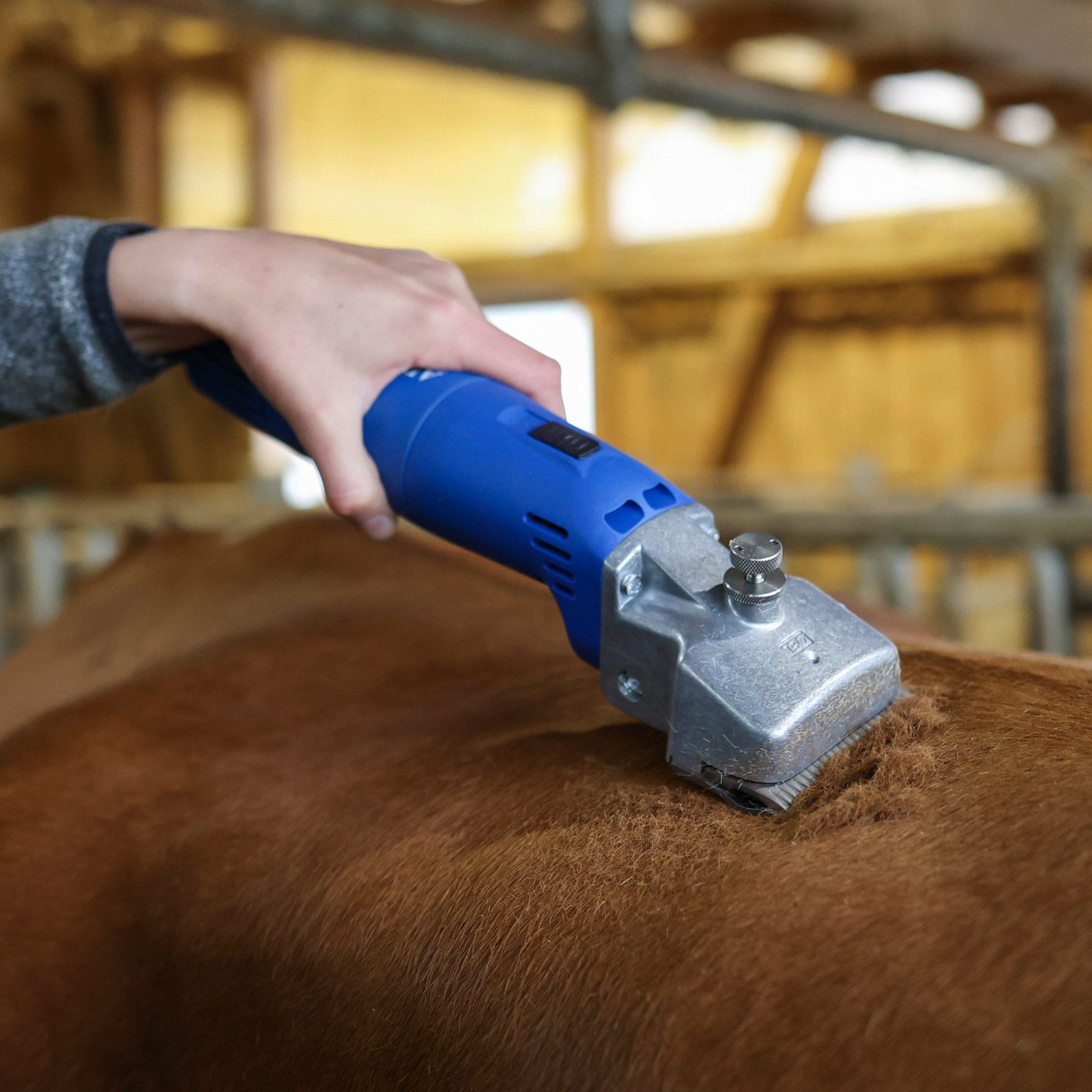 Tondeuse Aesculap Econom 2 pour chevaux et bovins, robuste et puissante