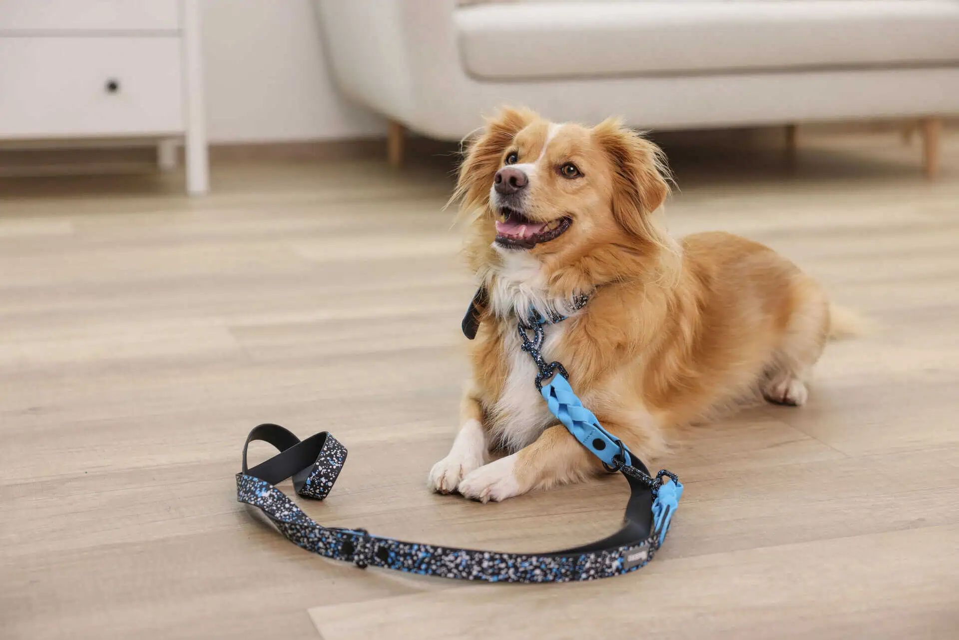 Chien à poil long allongé sur un plancher, près d'une laisse et d'un collier bleu à motifs