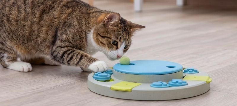 Puzzle Toy