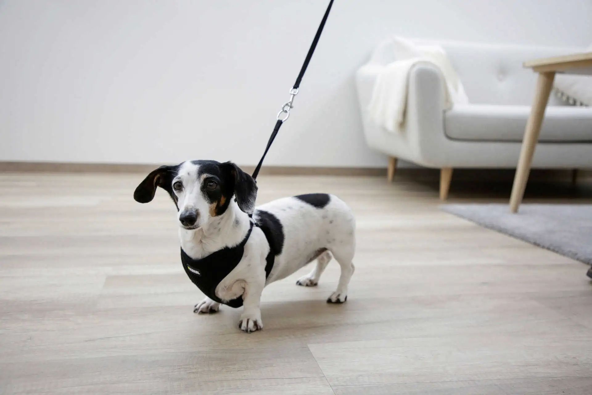 Kerbl Puppy Harness with Leash, Mesh Fabric, Fully Adjustable with Clip Buckle, in use