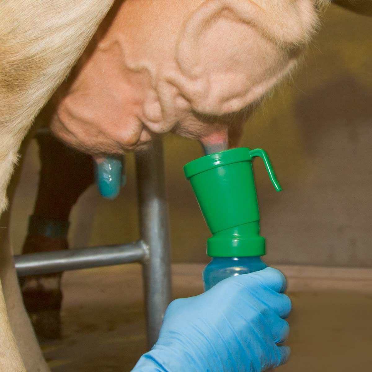 Kerbl Cupă de scufundare Standard, verde, cu margine anti-stropire, în utilizare