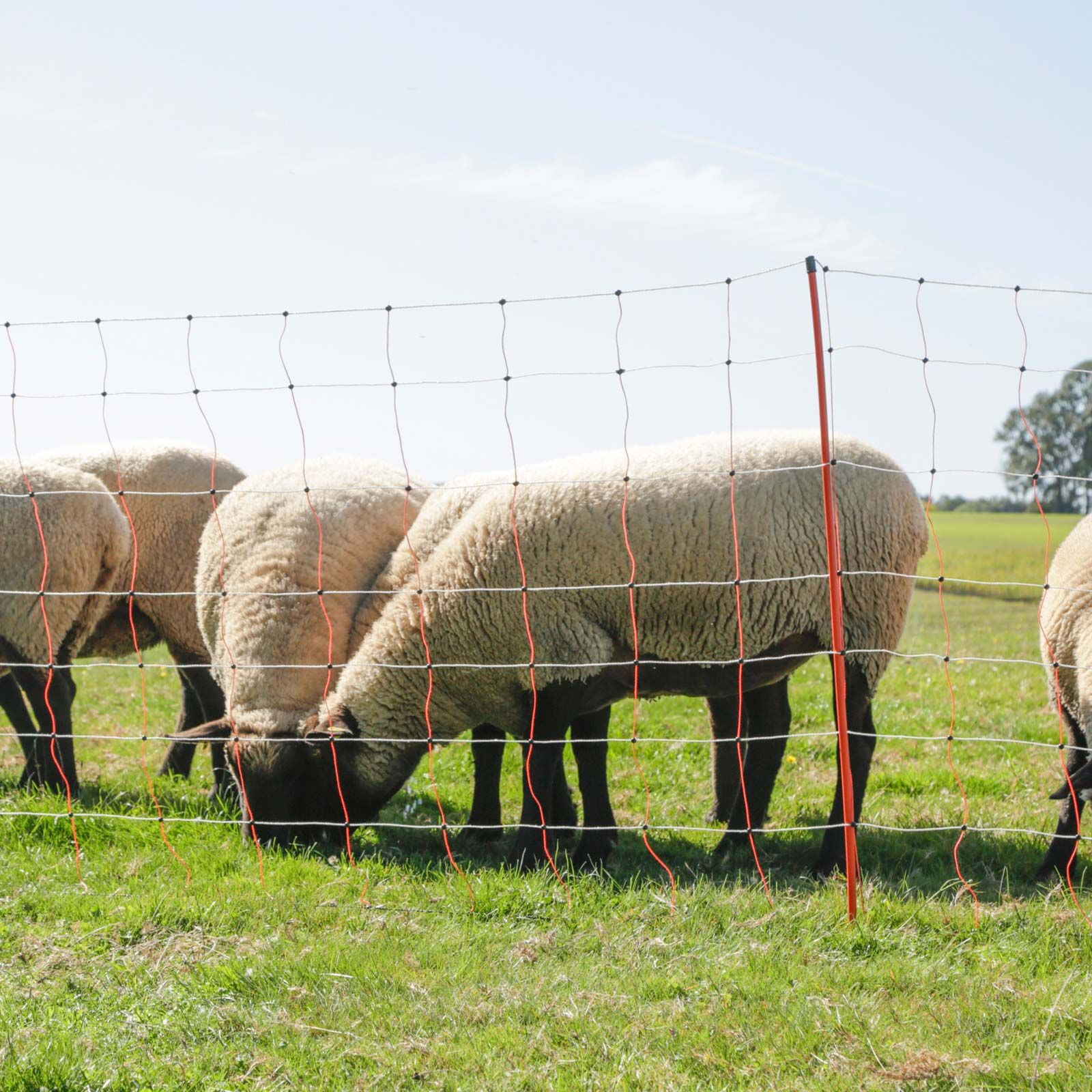 Buy Sheep net fence 50 m Pasture fence for sheep
