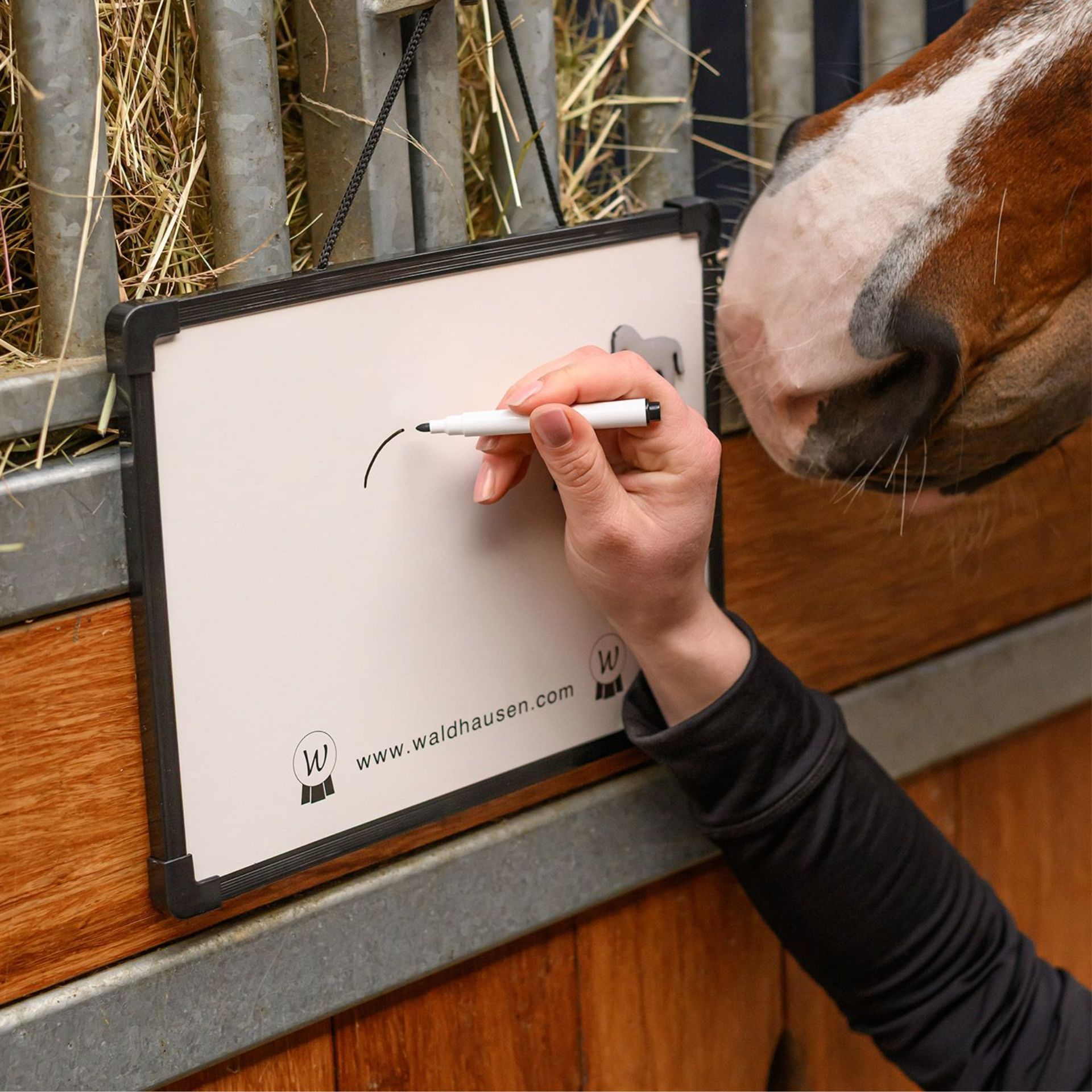 Whiteboard, Marker, Zeichnen, Stift, Pferd
