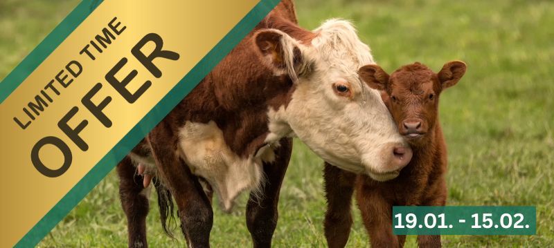 Calf Rearing - Saleweeks