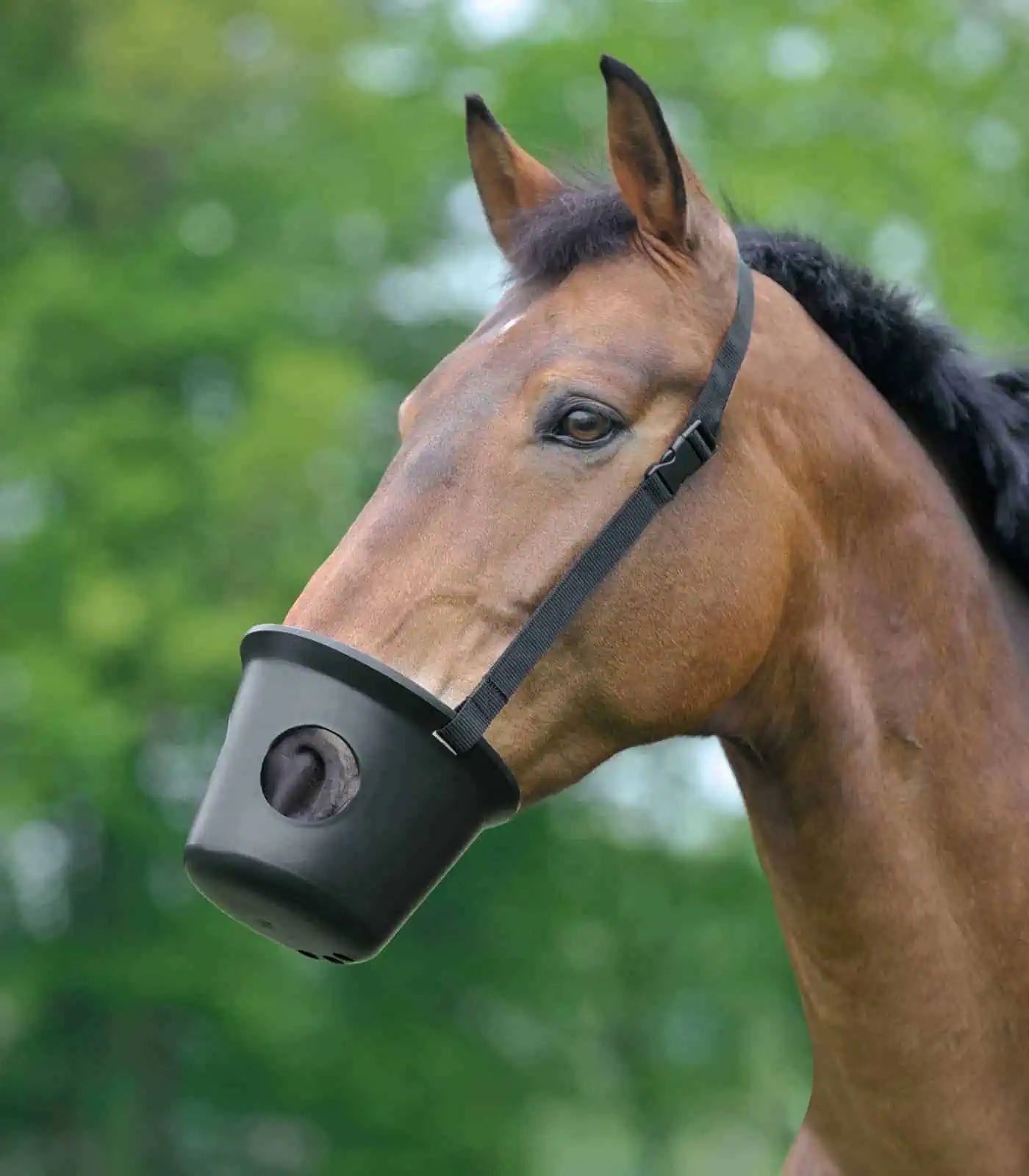 Waldhausen Maulkorb Kunststoff, schwarz, für Fohlen & Pony, im Einsatz