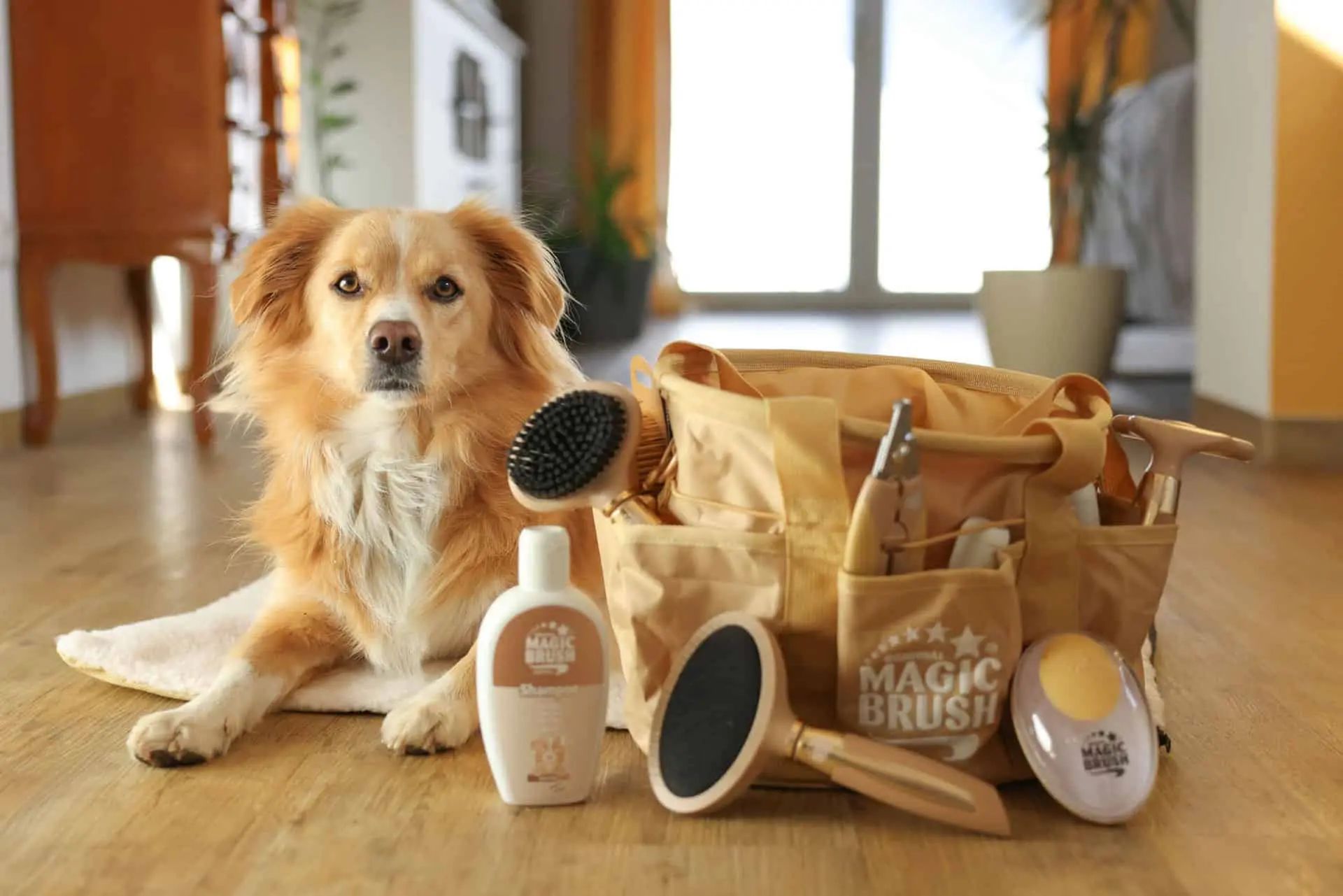 Chien allongé près d'un sac beige avec produits de toilettage et brosses