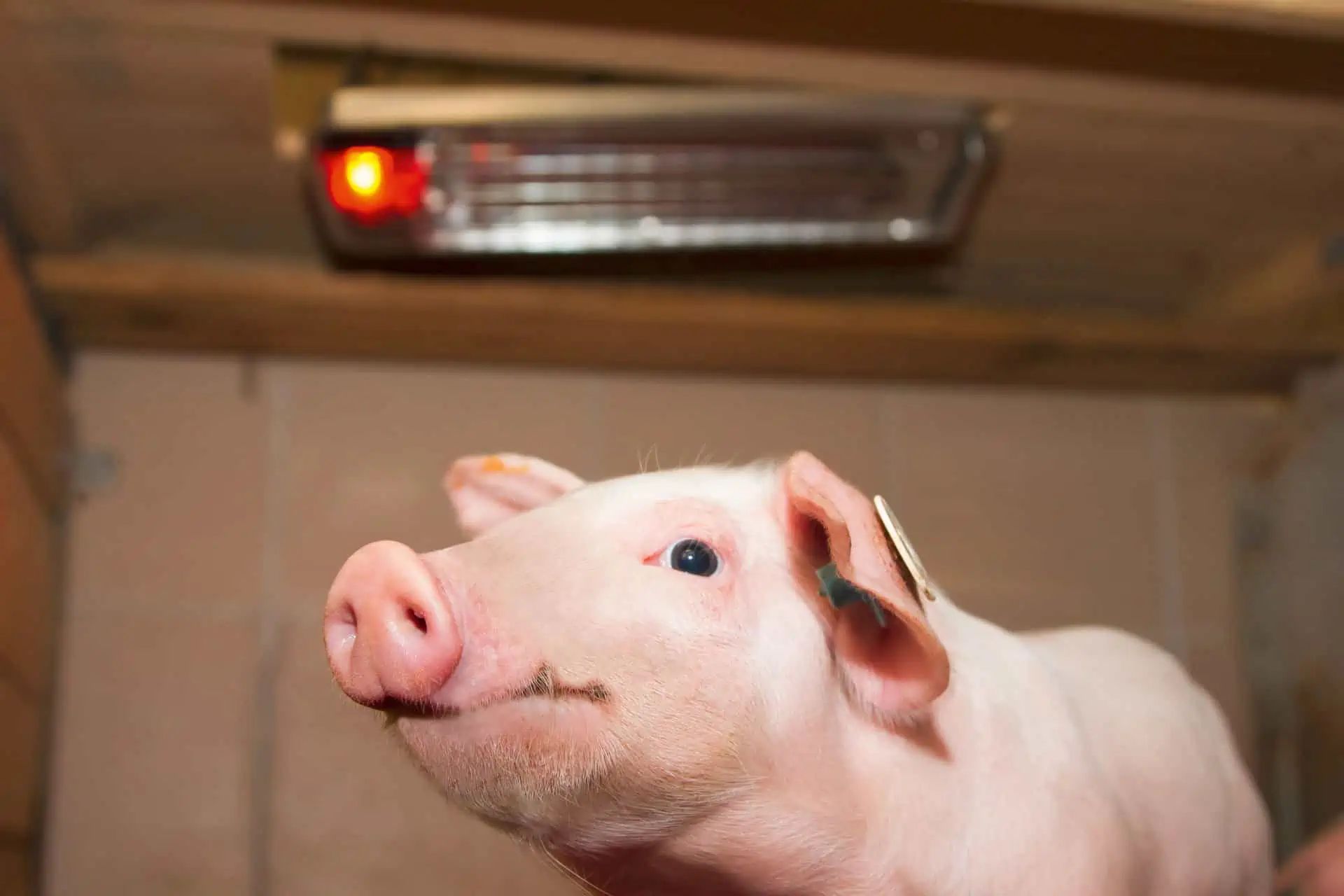 SunnyBoy Wärmestrahlgerät für Ferkel 100 W