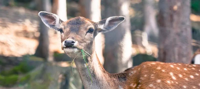 Nourriture pour gibier