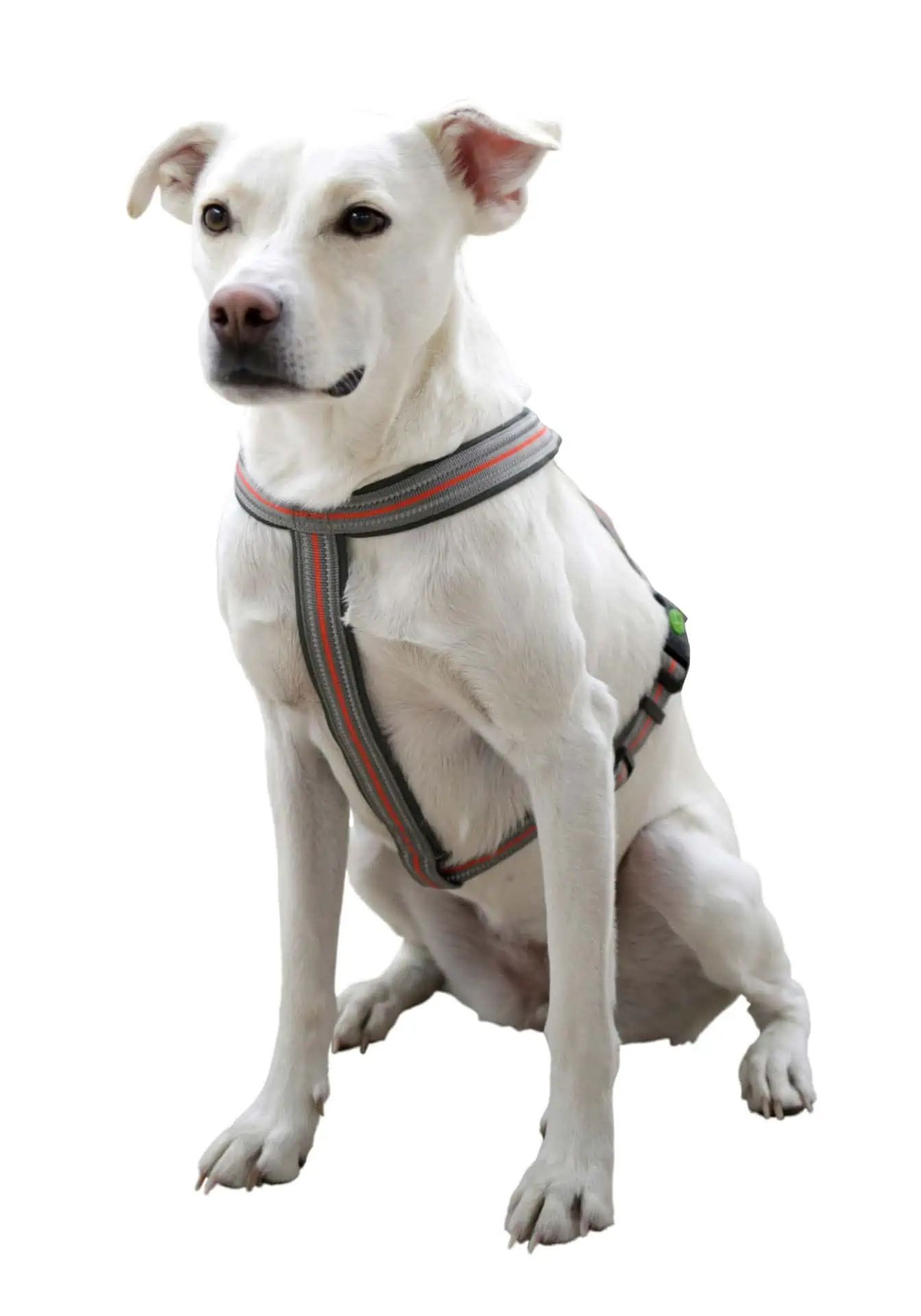 Kerbl Pet Harnais Xenos Réfléchissant pour Chien, Ajustable, en utilisation