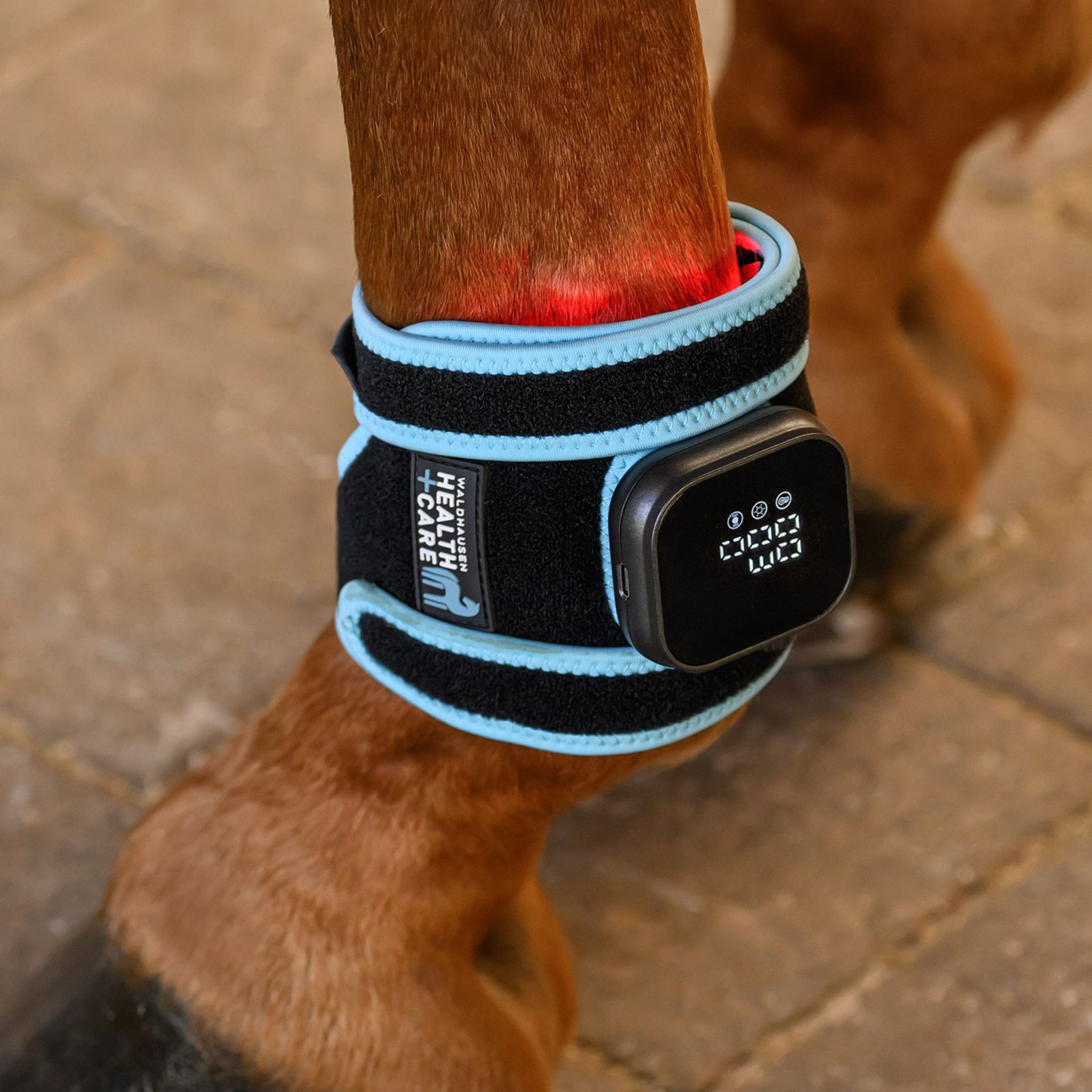 hund, tier, fitness, smartwatch, armband