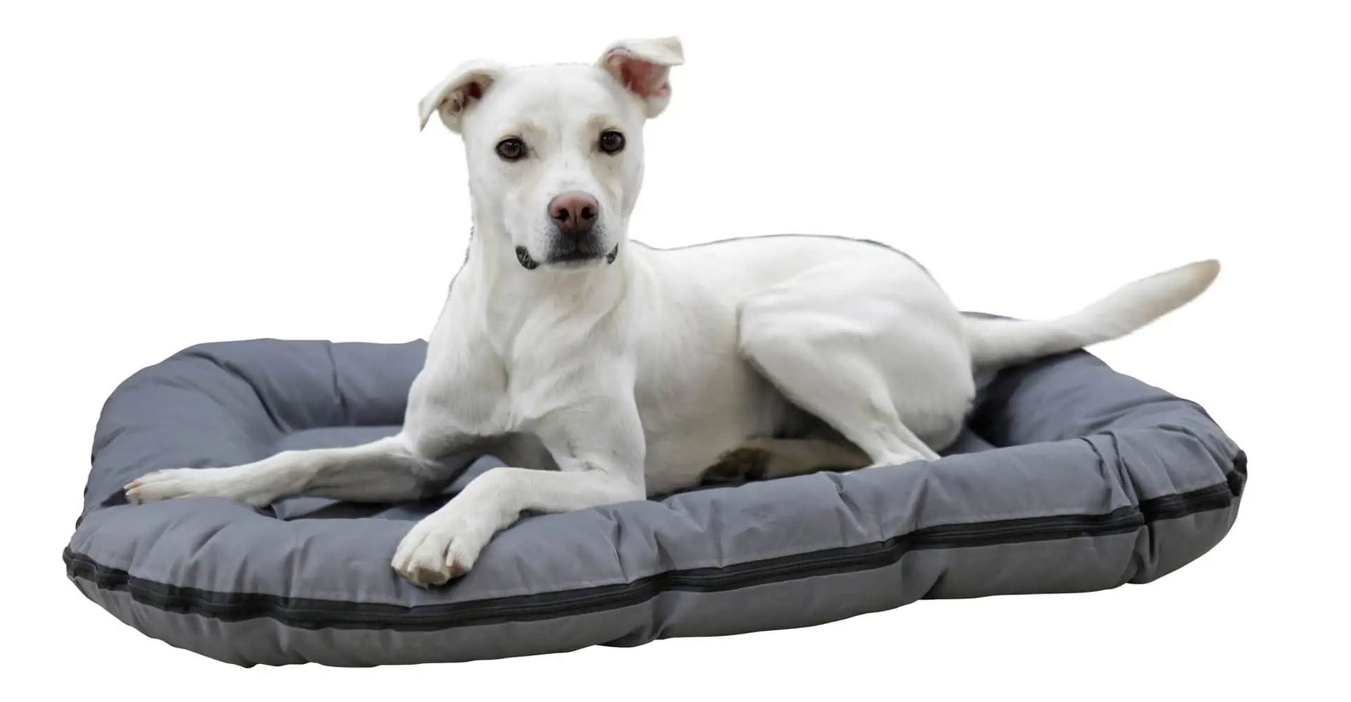 Corbeille pour chien Oxford Place