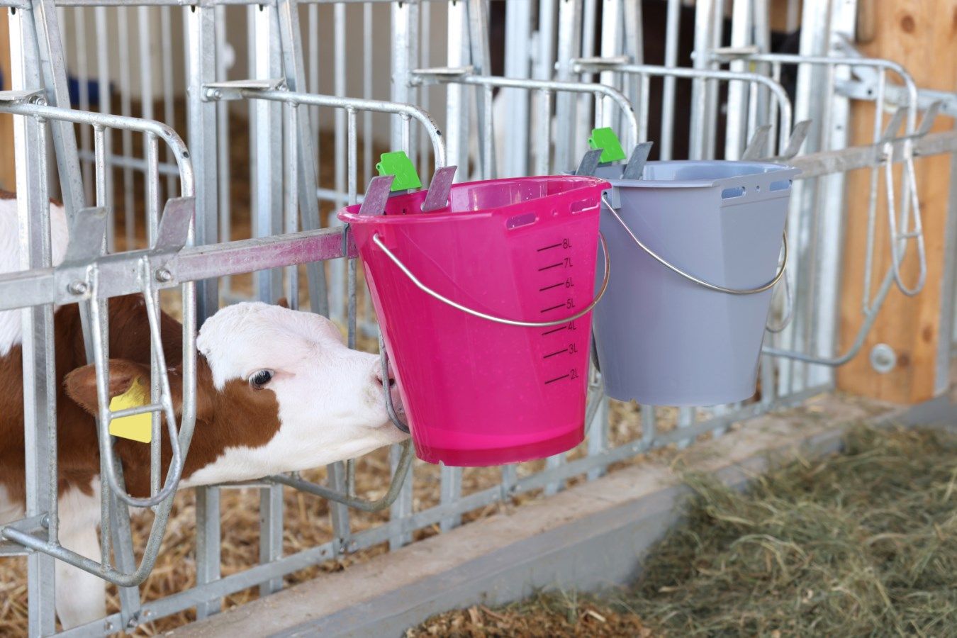 calf feeder, pink bucket, feeding bucket, farm equipment, cattle barn