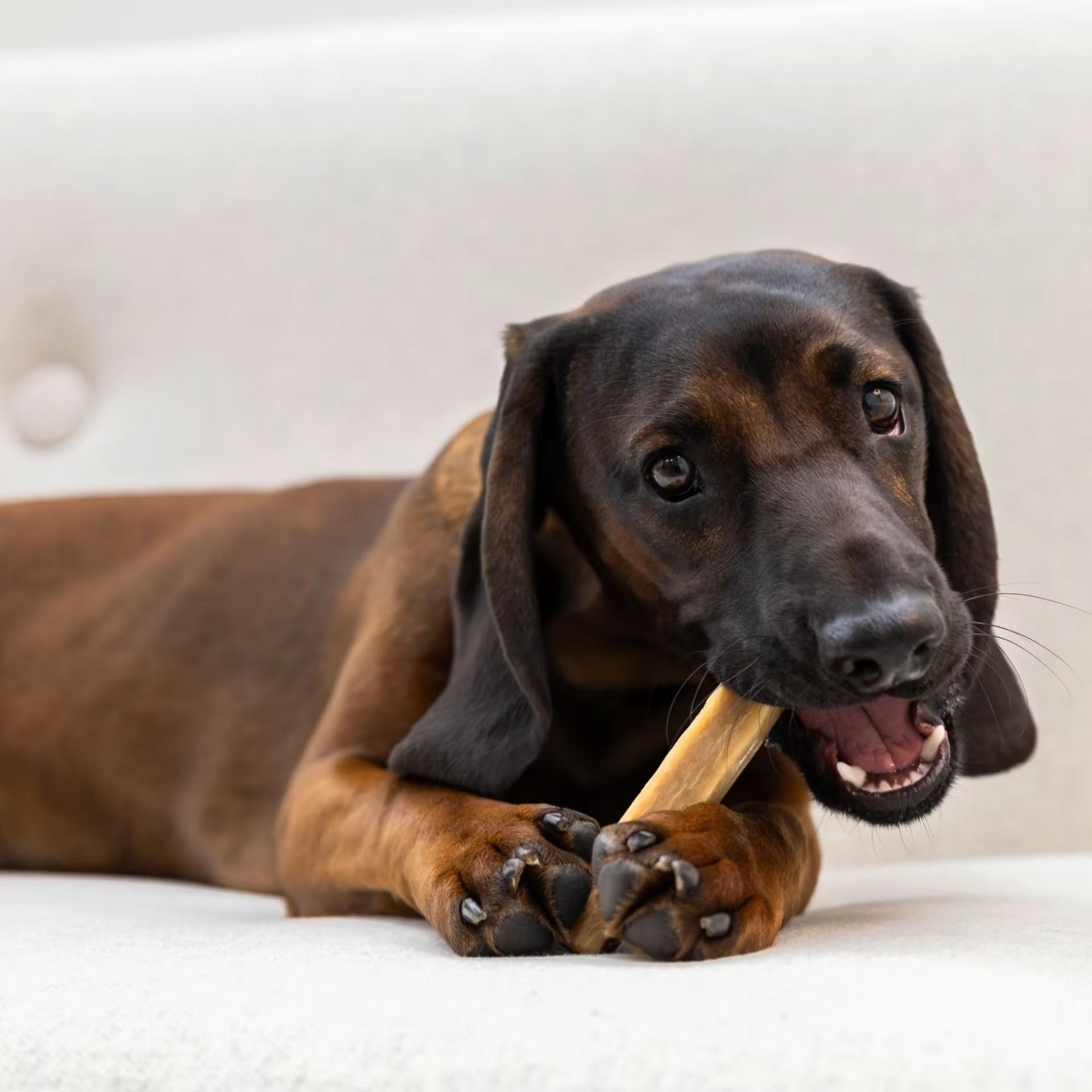 dog, puppy, bone, chew toy, brown black