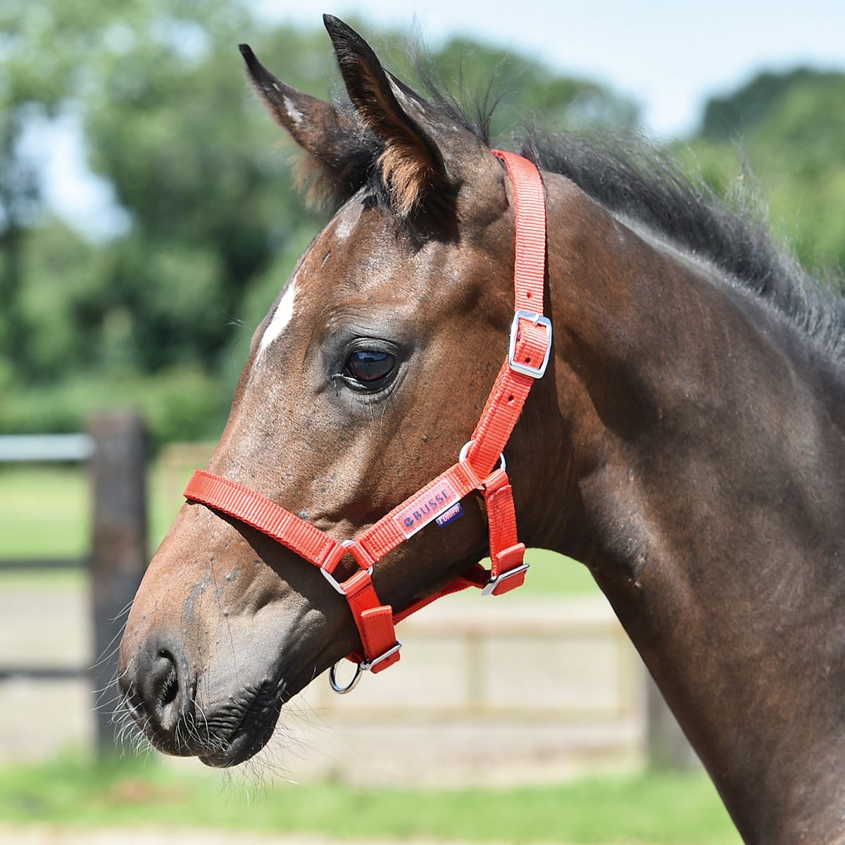 BUSSE Halter foal rouge