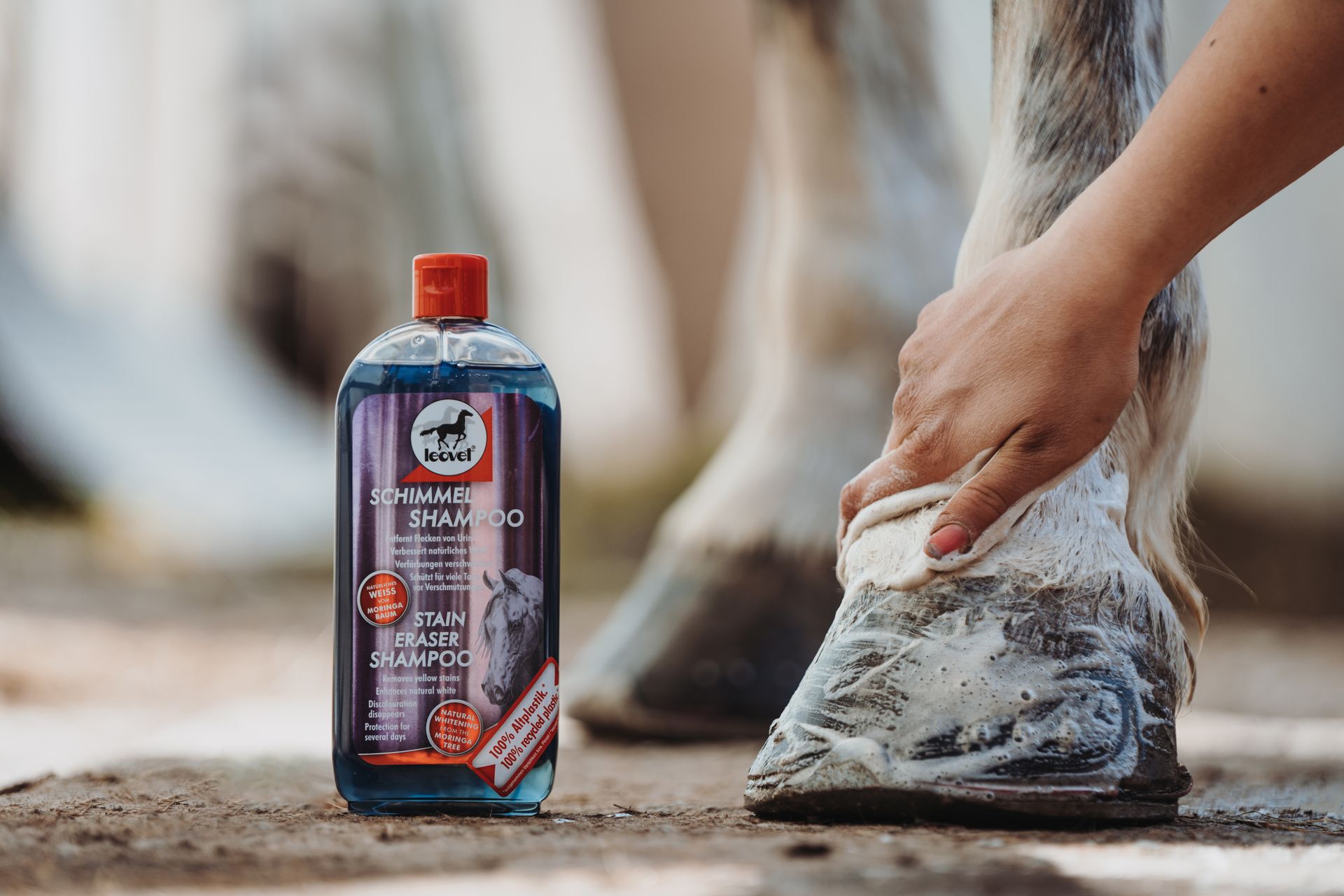 Leovet Szürke Ló sampon, 500 ml fehérítő szőrápolás fehér szőrű lovaknak, használat közben, szár