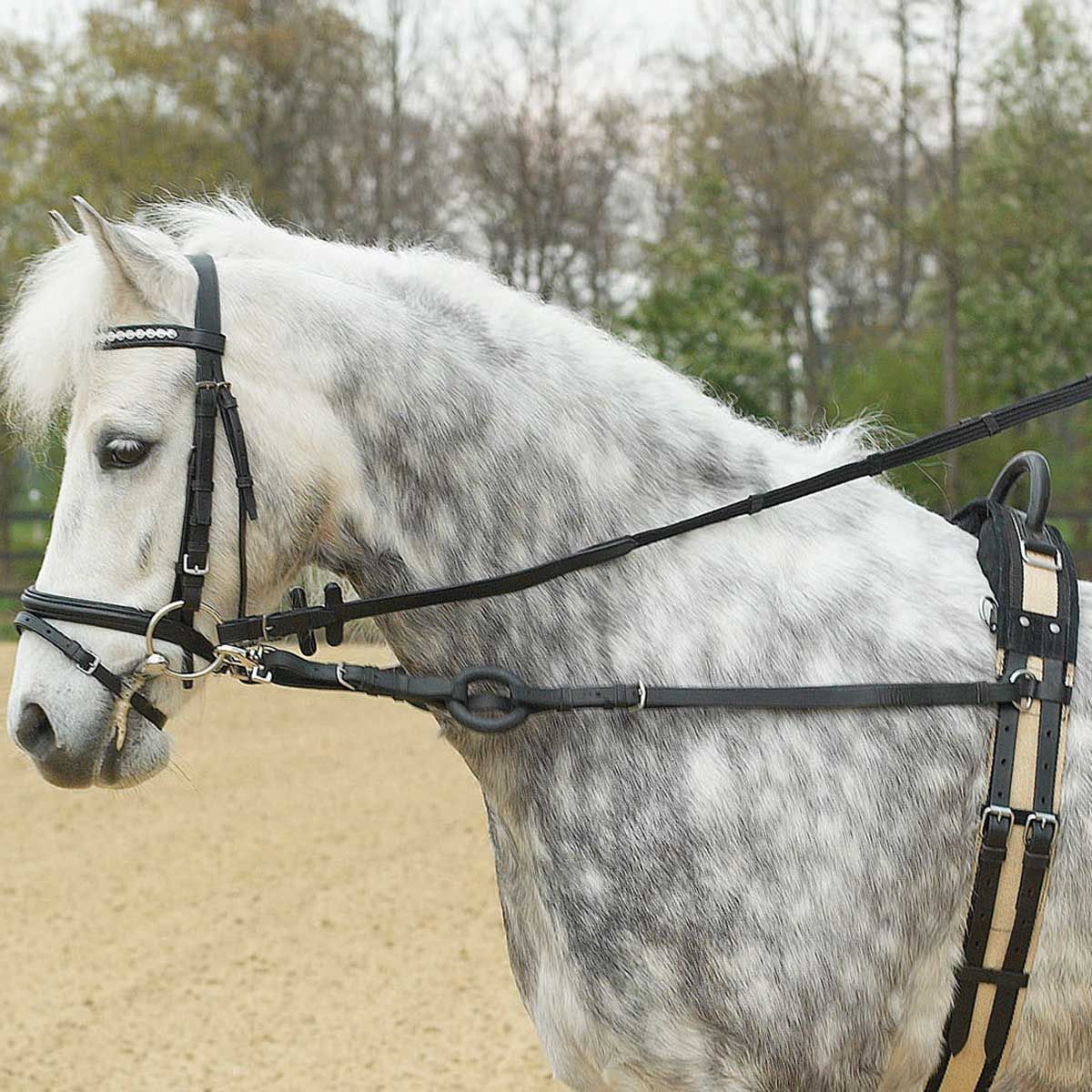 BUSSE Lier les rênes de base