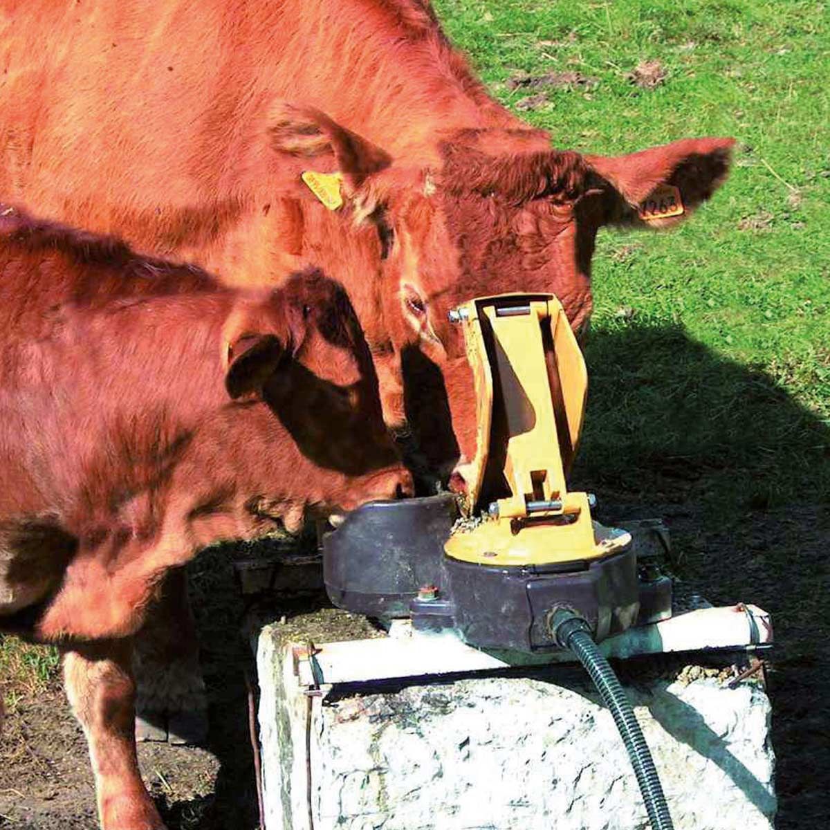 Weidepumpe Aquamat II MK, im Einsatz, auf der Weide