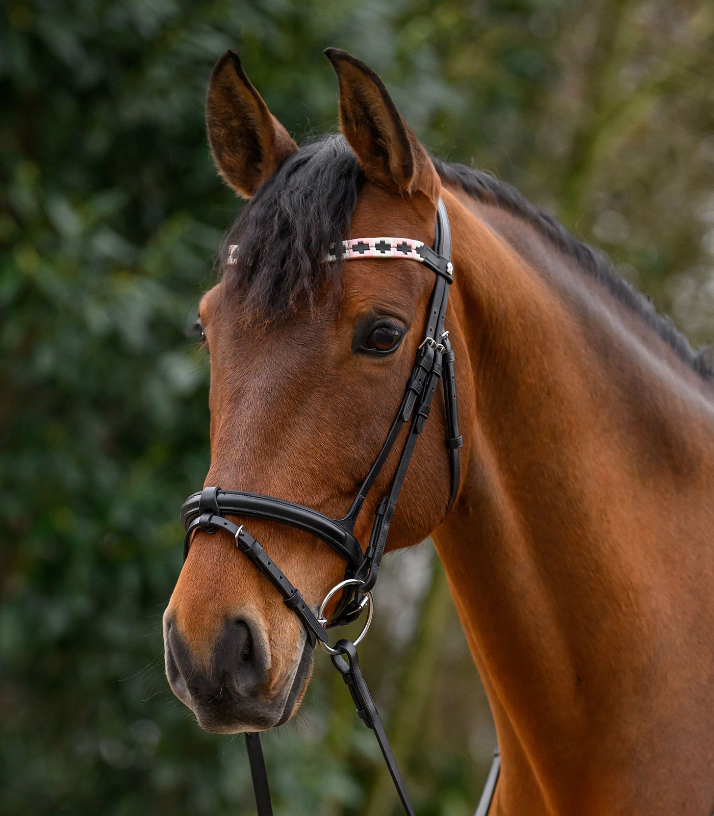 pferd, zäumung, brille?, halter, braun
