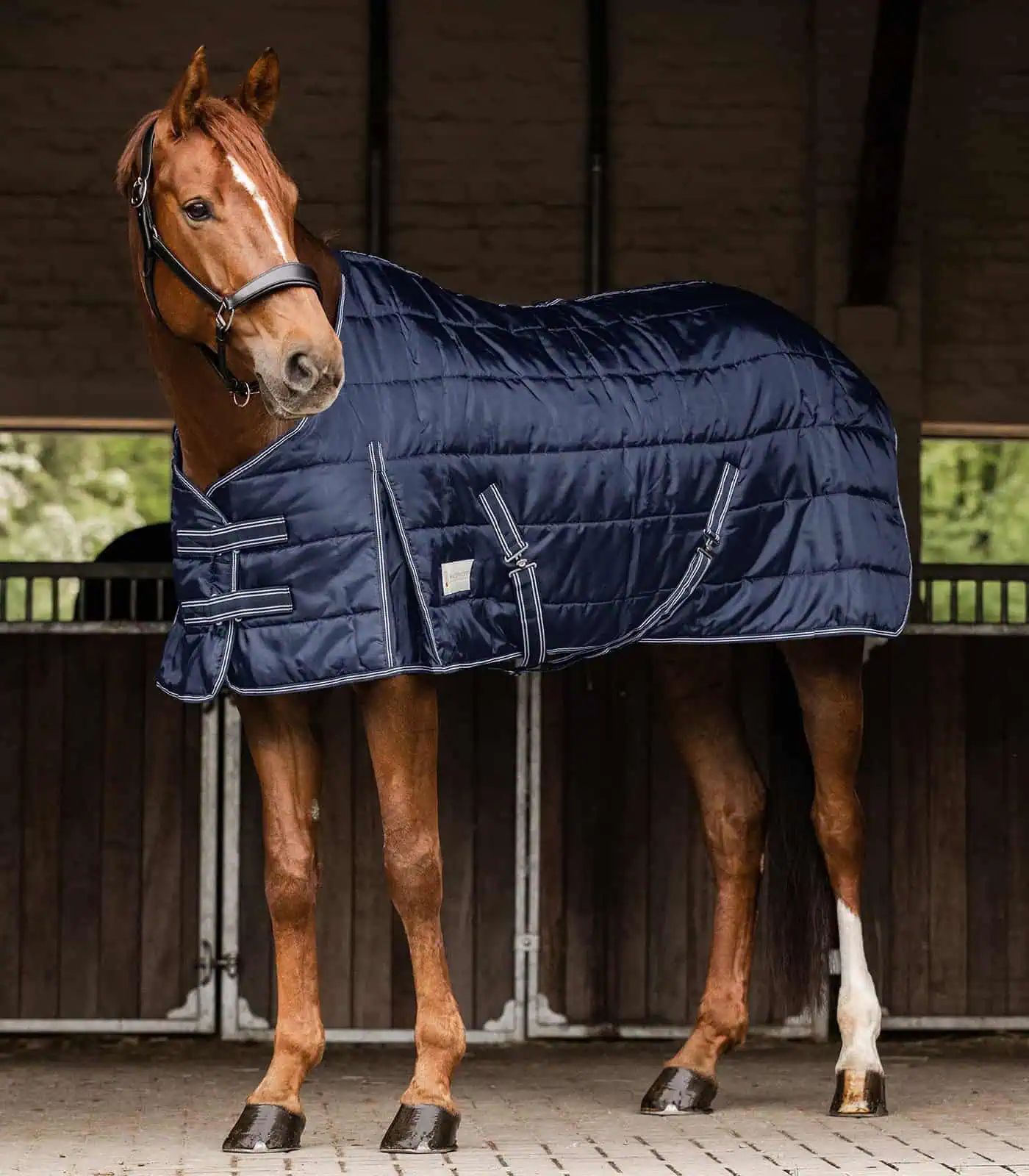 Coperta da stalla Waldhausen ECONOMIC 100 g, imbottitura termica, in uso, in scuderia