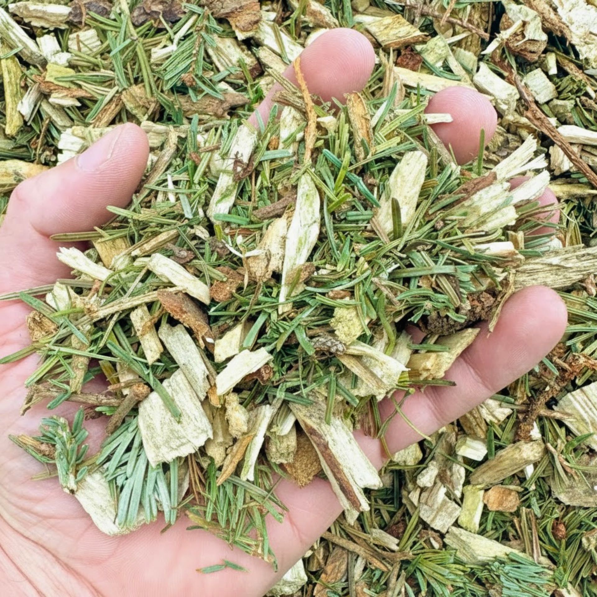 Une main tient un mélange haché d'aiguilles, de tiges et de copeaux de bois