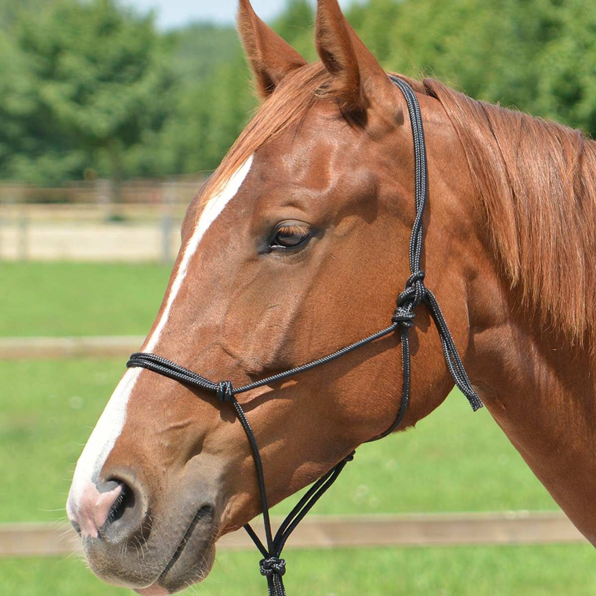 BUSSE Licol à nœuds SMOOTH II, corde nylon souple pour chevaux, noir X-FULL