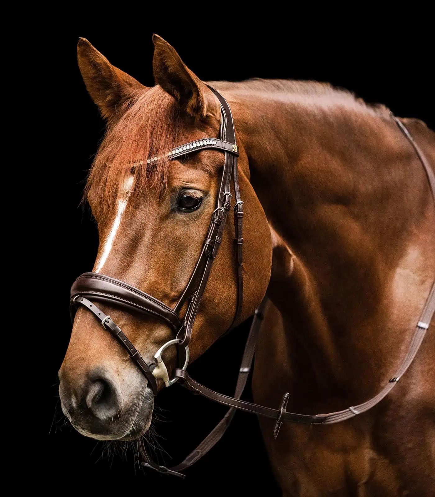 Bridon Waldhausen S-Line Essential, muserolle combinée anglaise, COB, marron